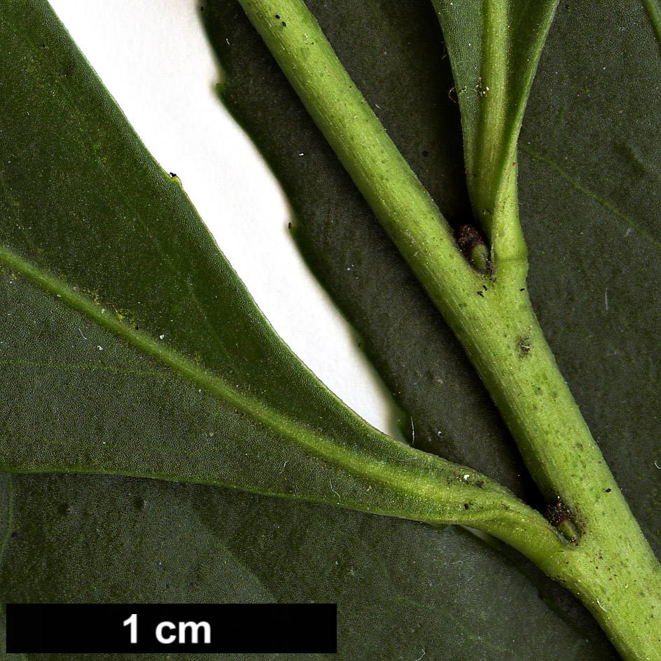High resolution image: Family: Celastraceae - Genus: Maytenus - Taxon: boaria