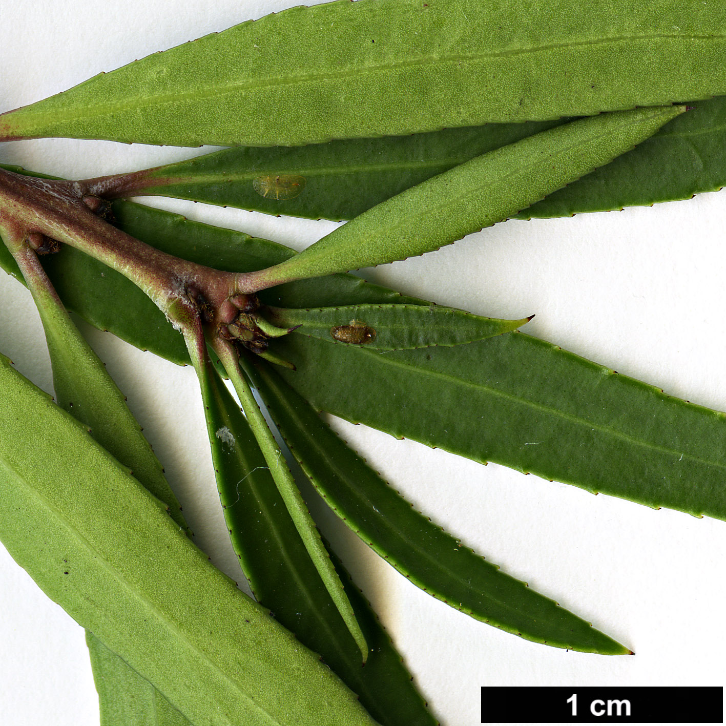 High resolution image: Family: Celastraceae - Genus: Maytenus - Taxon: boaria