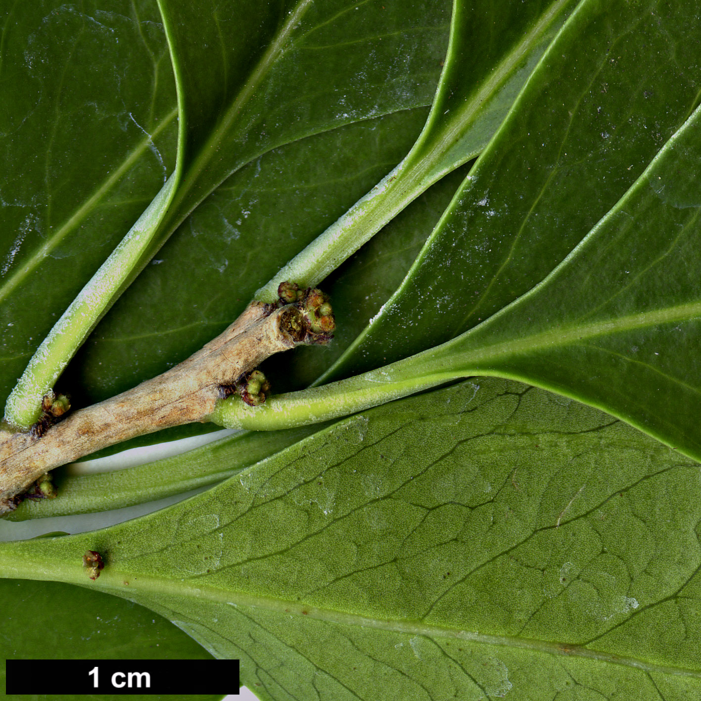 High resolution image: Family: Celastraceae - Genus: Maytenus - Taxon: canariensis