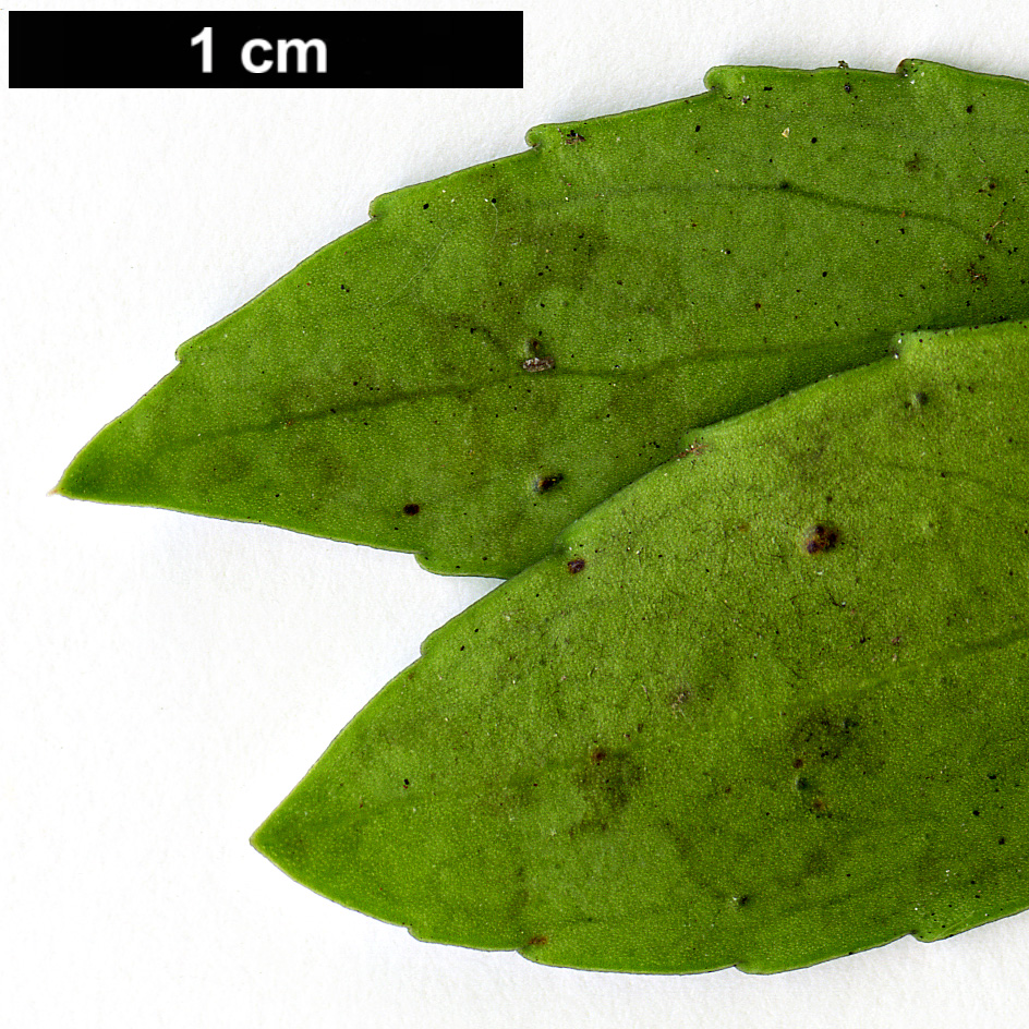 High resolution image: Family: Celastraceae - Genus: Maytenus - Taxon: magellanica