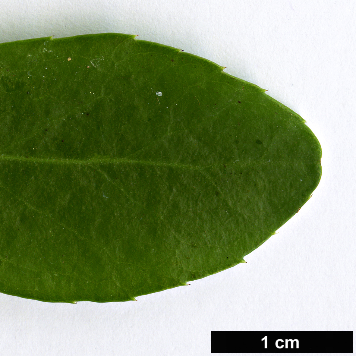 High resolution image: Family: Celastraceae - Genus: Putterlickia - Taxon: pyracantha