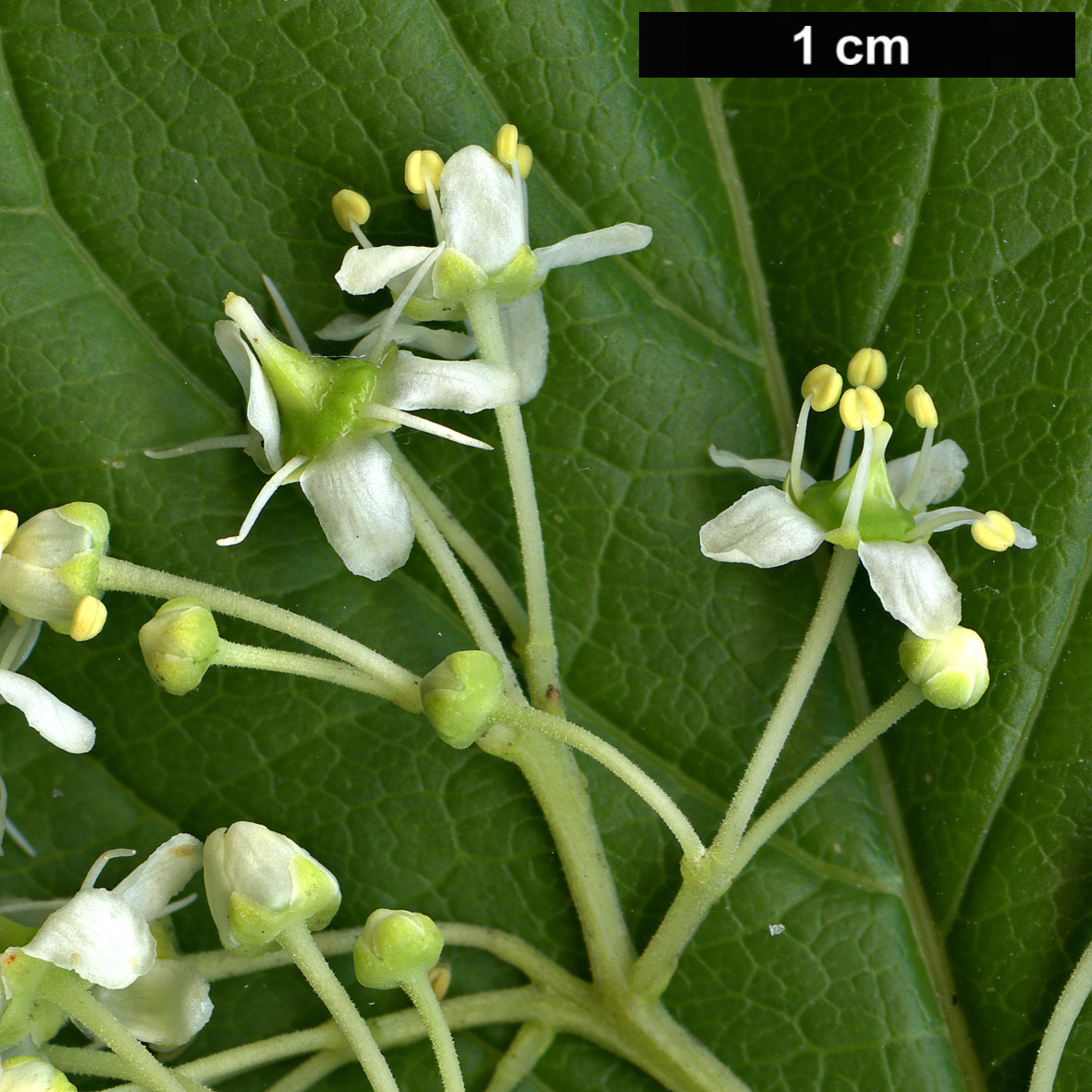 High resolution image: Family: Celastraceae - Genus: Tripterygium - Taxon: wilfordii