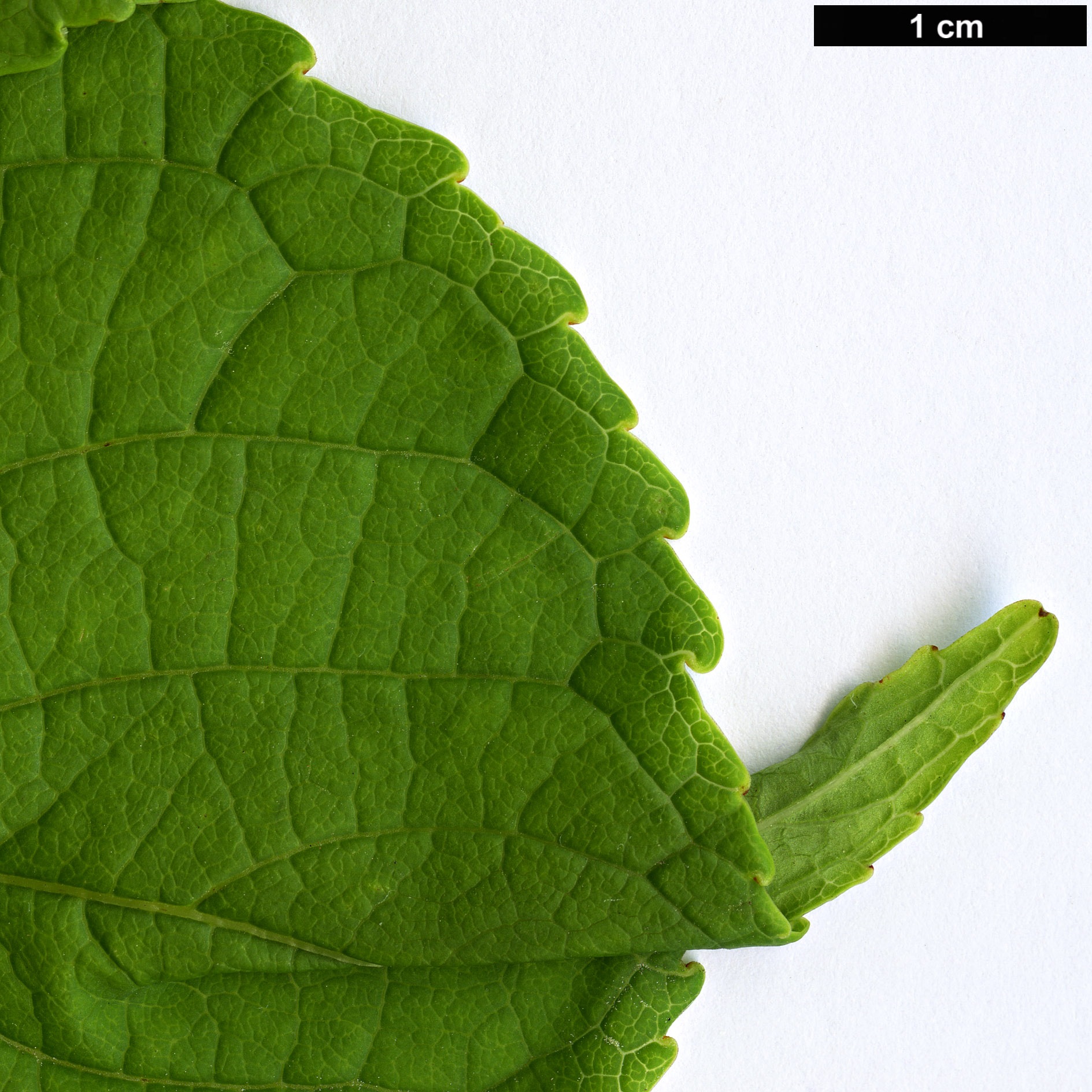High resolution image: Family: Celastraceae - Genus: Tripterygium - Taxon: wilfordii