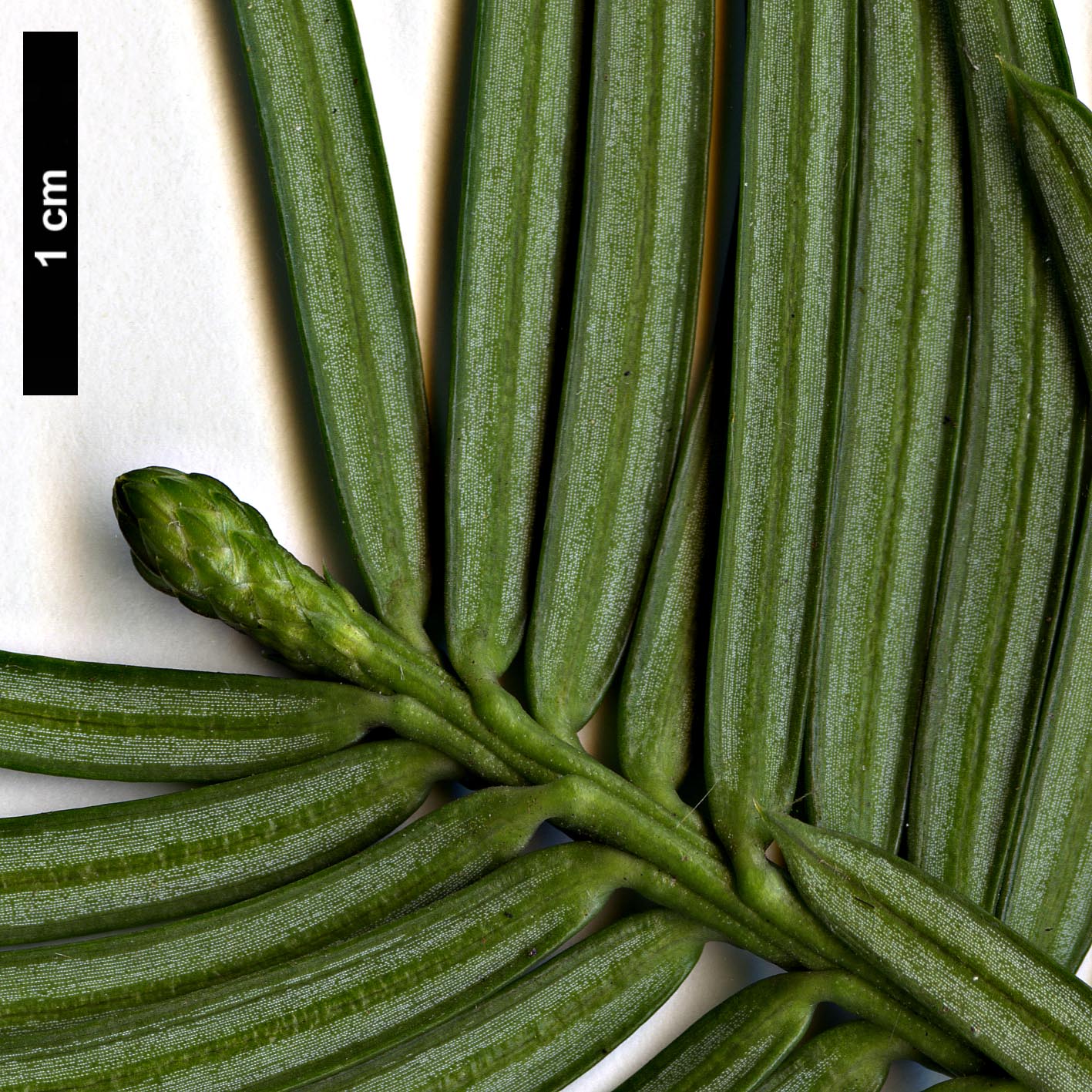 High resolution image: Family: Cephalotaxaceae - Genus: Cephalotaxus - Taxon: harringtonii