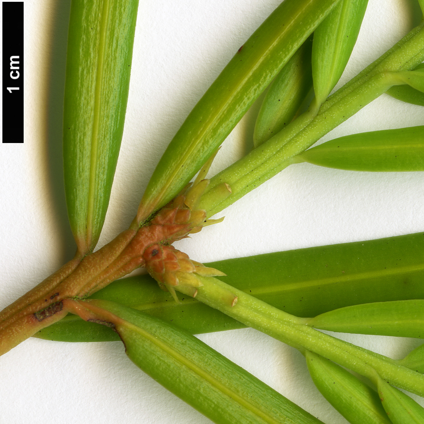 High resolution image: Family: Cephalotaxaceae - Genus: Cephalotaxus - Taxon: lanceolata