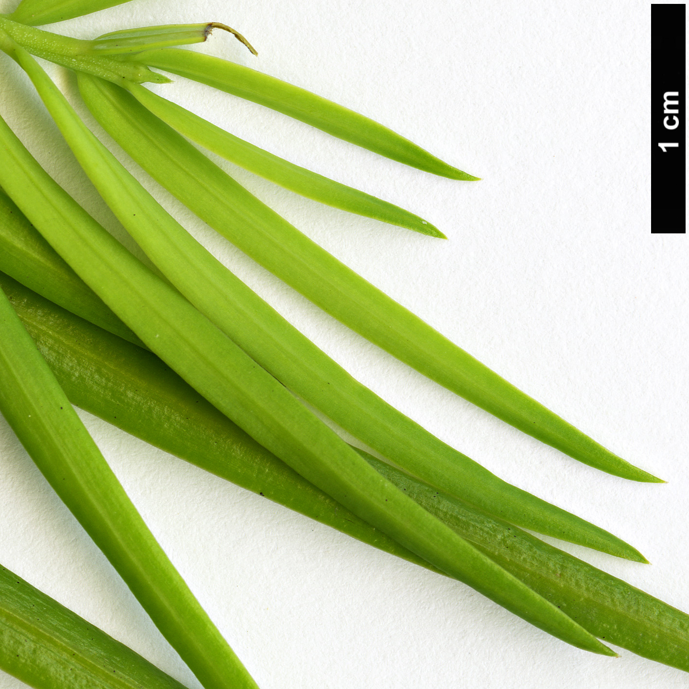 High resolution image: Family: Cephalotaxaceae - Genus: Cephalotaxus - Taxon: lanceolata