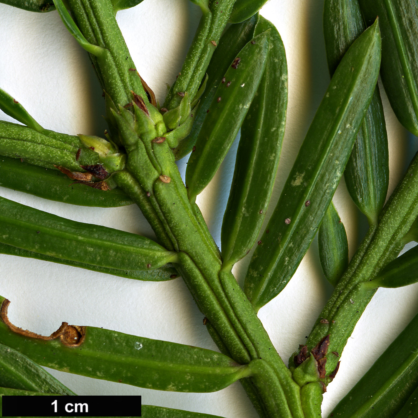 High resolution image: Family: Cephalotaxaceae - Genus: Cephalotaxus - Taxon: mannii