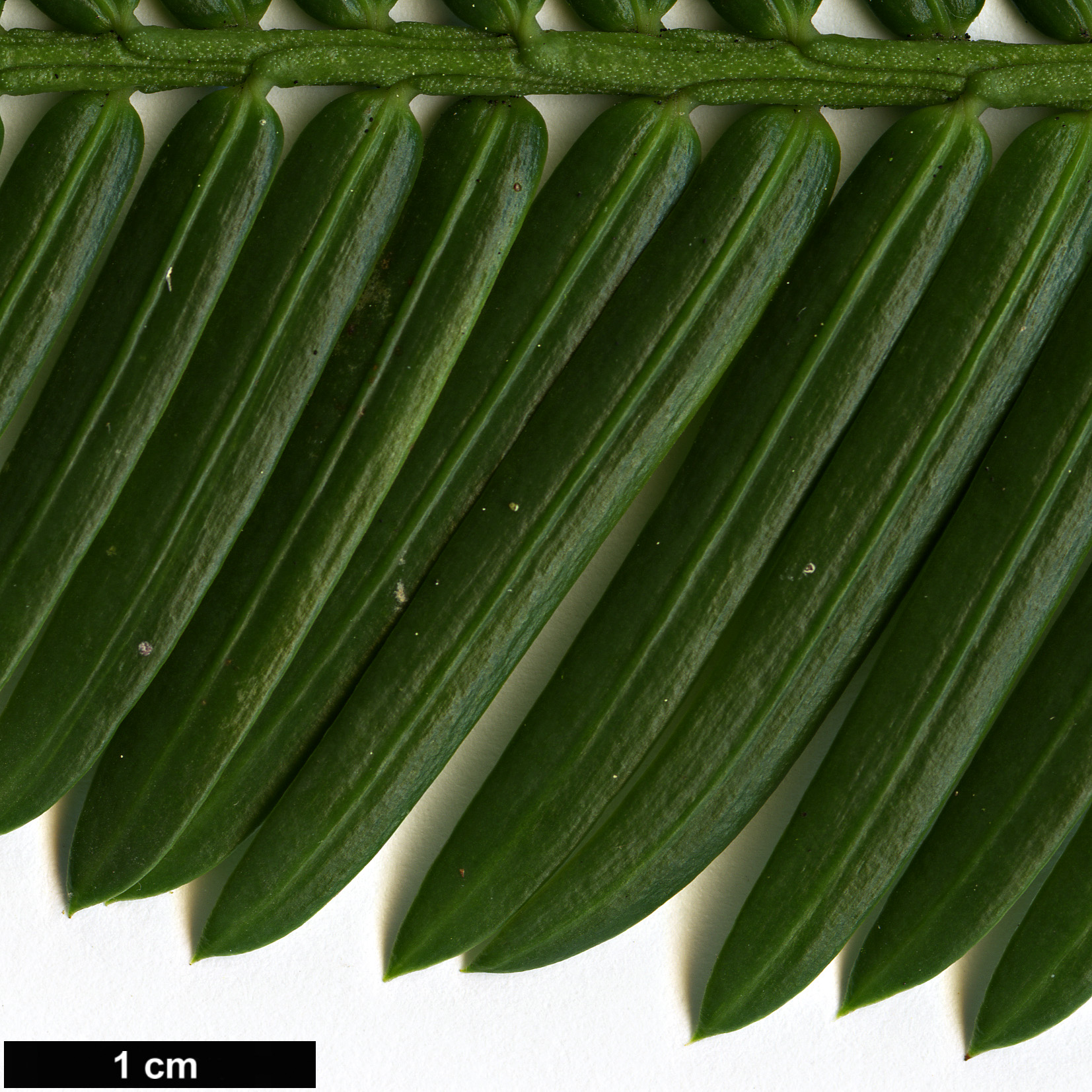 High resolution image: Family: Cephalotaxaceae - Genus: Cephalotaxus - Taxon: mannii