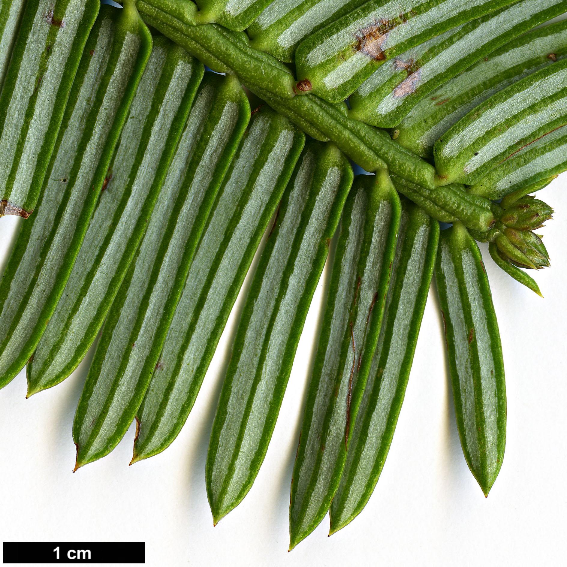 High resolution image: Family: Cephalotaxaceae - Genus: Cephalotaxus - Taxon: oliveri