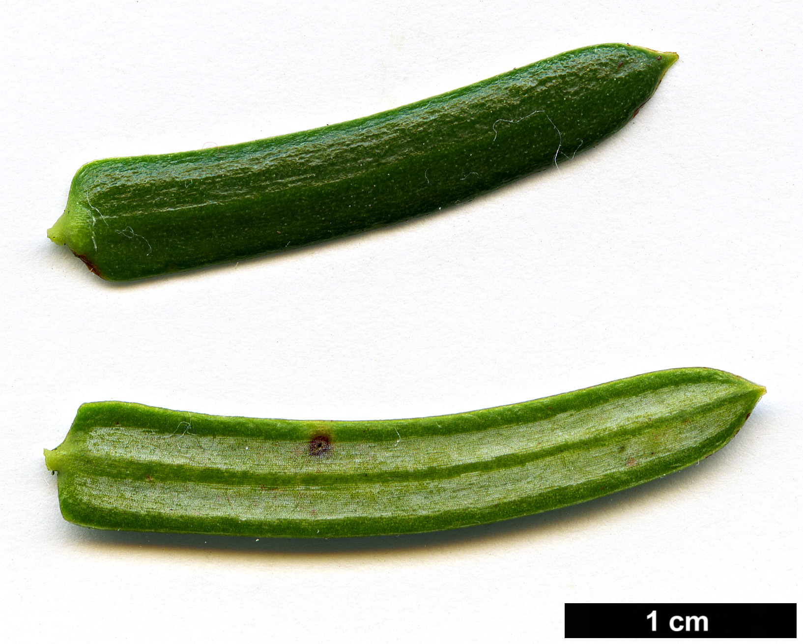 High resolution image: Family: Cephalotaxaceae - Genus: Cephalotaxus - Taxon: oliveri