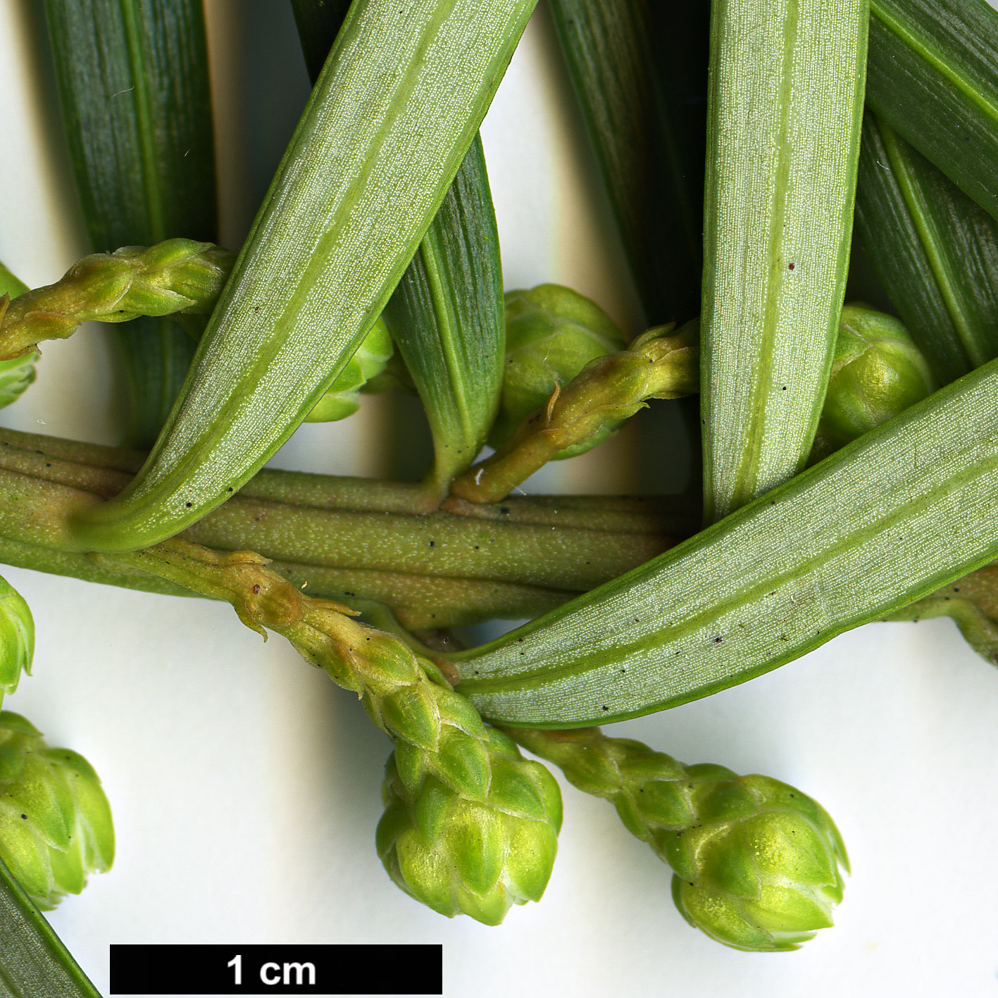 High resolution image: Family: Cephalotaxaceae - Genus: Cephalotaxus - Taxon: sinensis