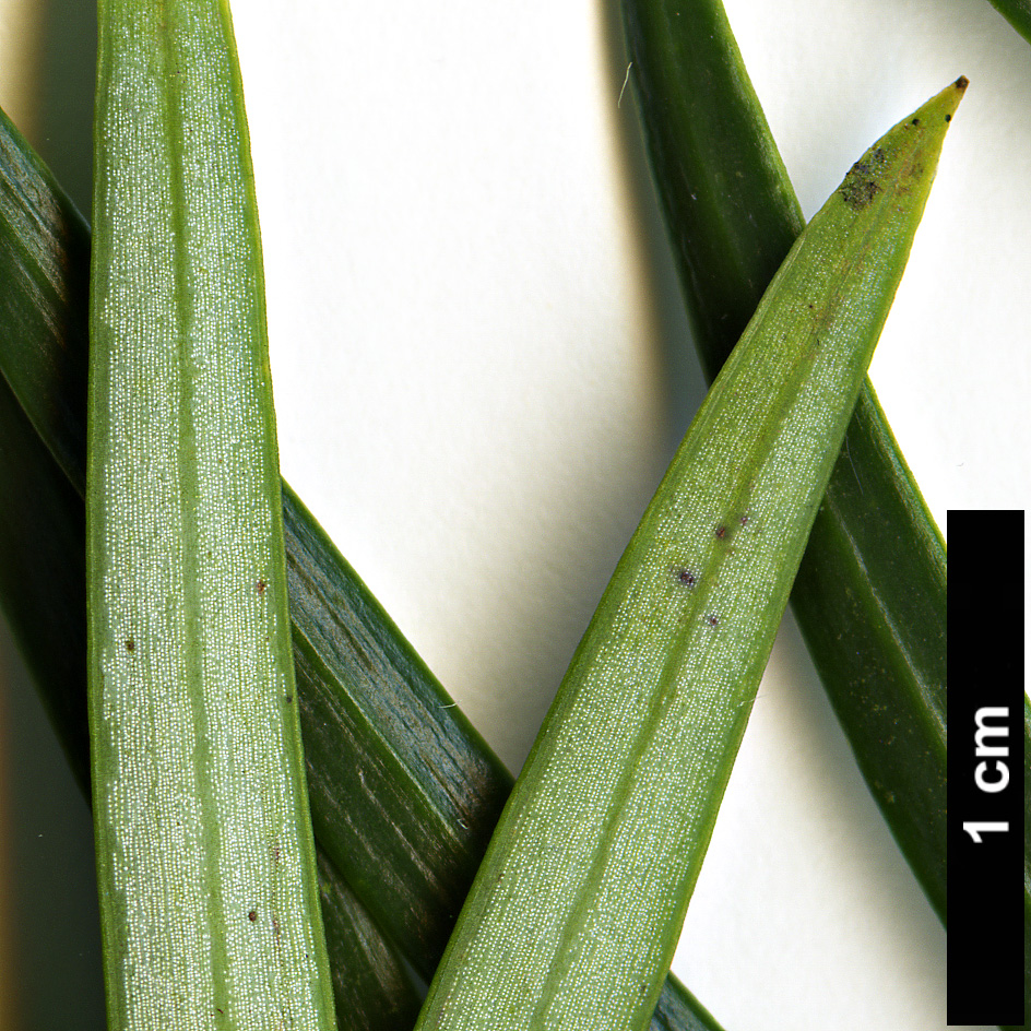 High resolution image: Family: Cephalotaxaceae - Genus: Cephalotaxus - Taxon: sinensis