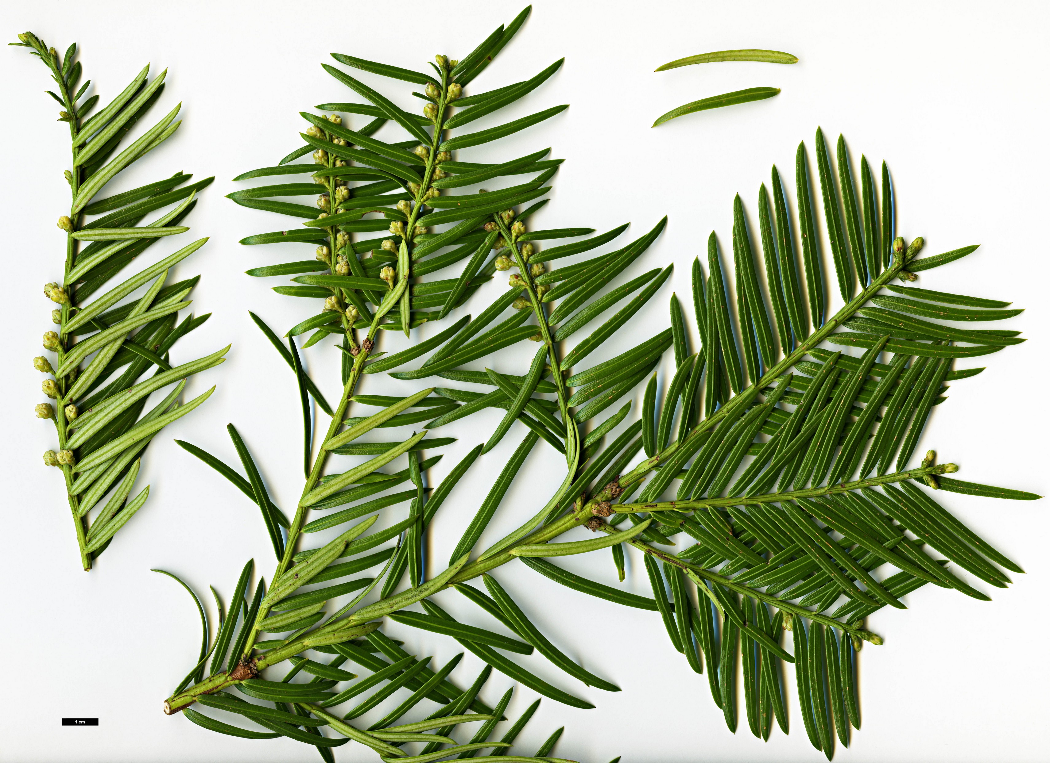 High resolution image: Family: Cephalotaxaceae - Genus: Cephalotaxus - Taxon: wilsoniana