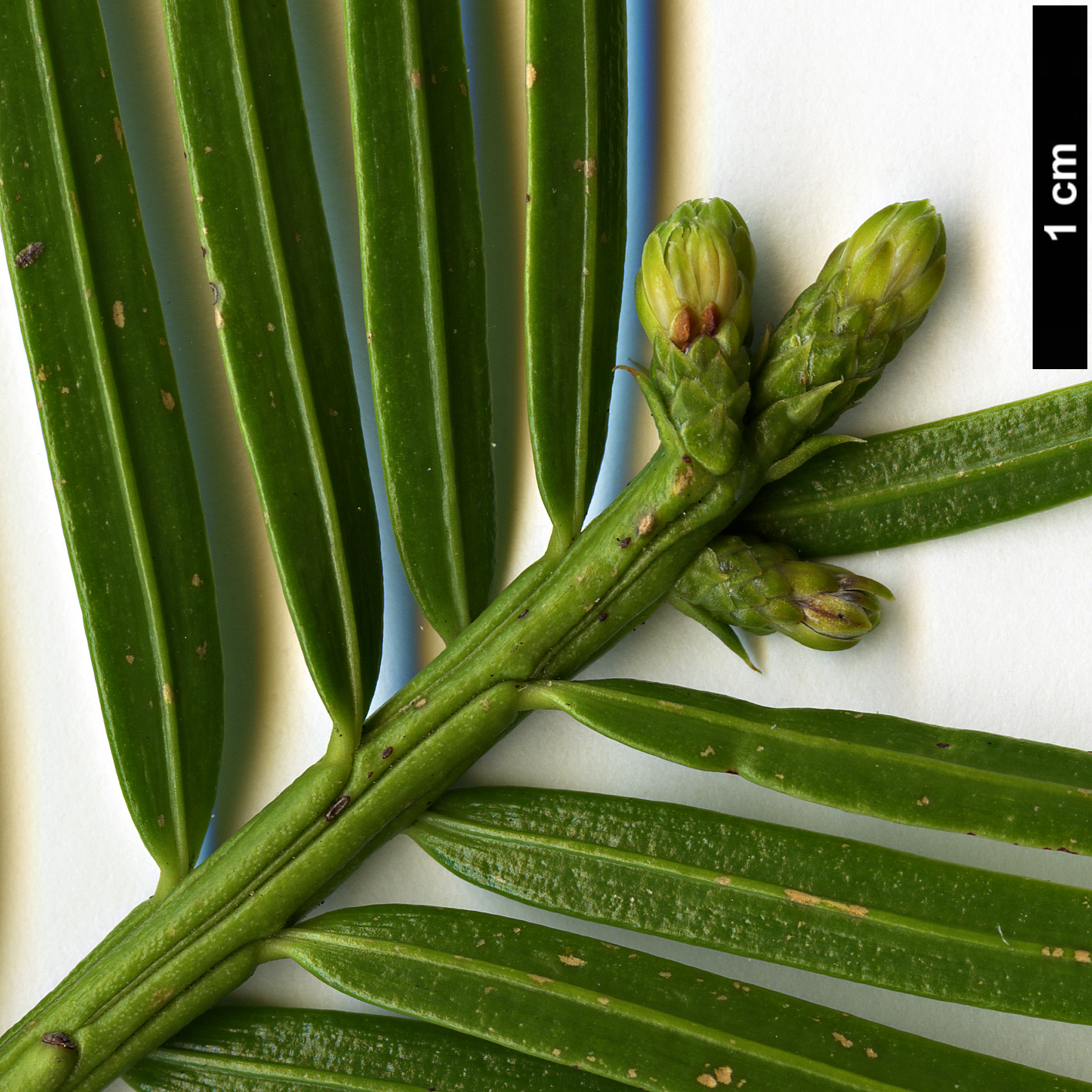 High resolution image: Family: Cephalotaxaceae - Genus: Cephalotaxus - Taxon: wilsoniana