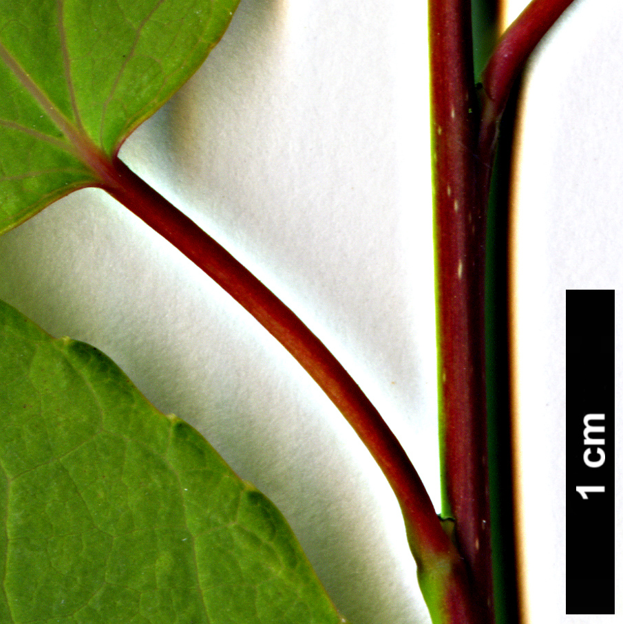 High resolution image: Family: Cercidiphyllaceae - Genus: Cercidiphyllum - Taxon: japonicum