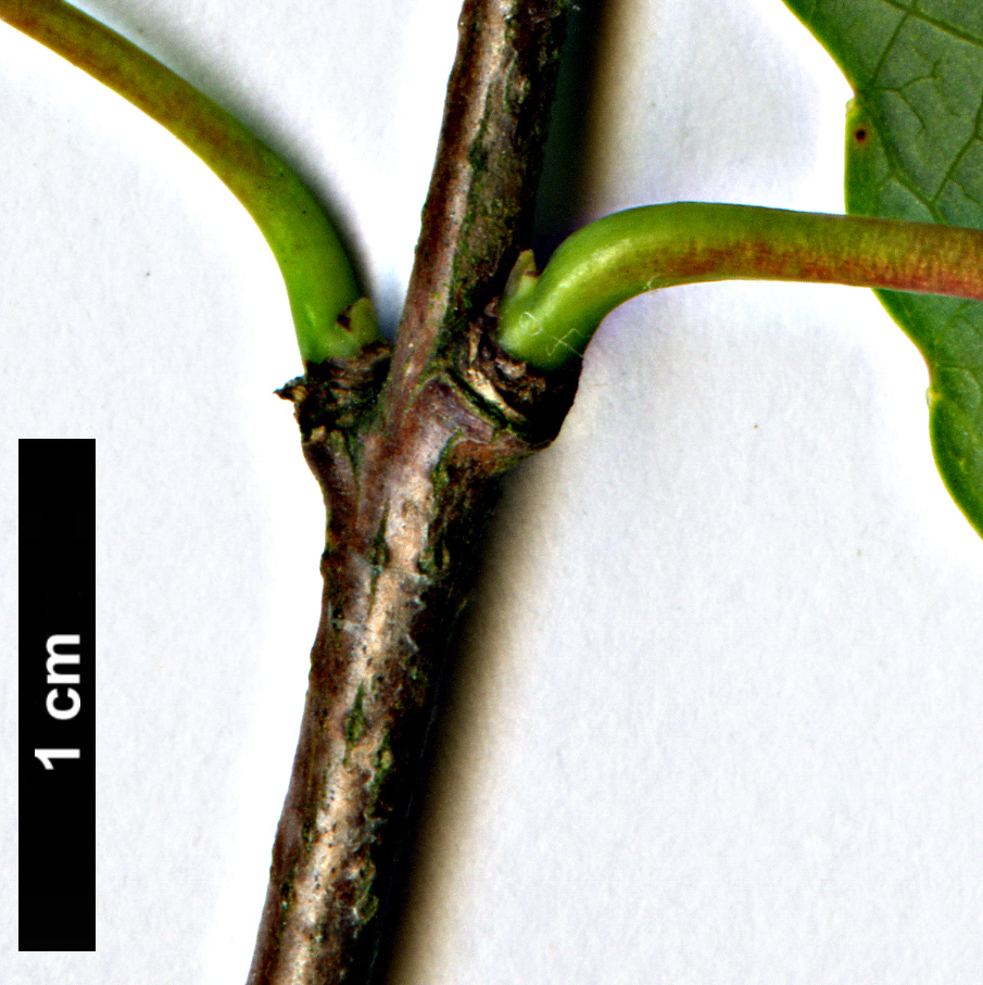 High resolution image: Family: Cercidiphyllaceae - Genus: Cercidiphyllum - Taxon: japonicum