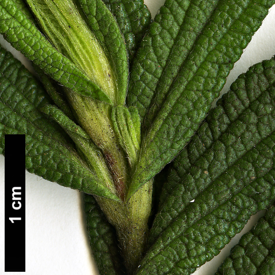 High resolution image: Family: Cistaceae - Genus: Cistus - Taxon: monspeliensis