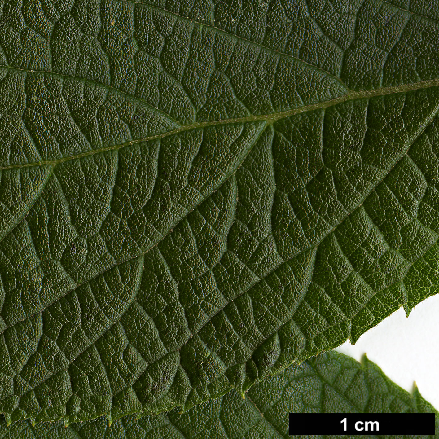 High resolution image: Family: Clethraceae - Genus: Clethra - Taxon: acuminata