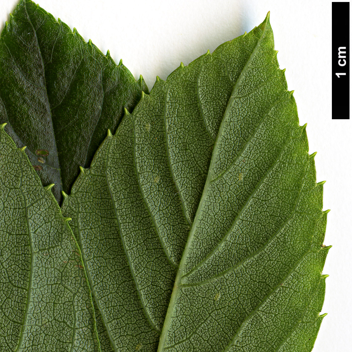 High resolution image: Family: Clethraceae - Genus: Clethra - Taxon: alnifolia