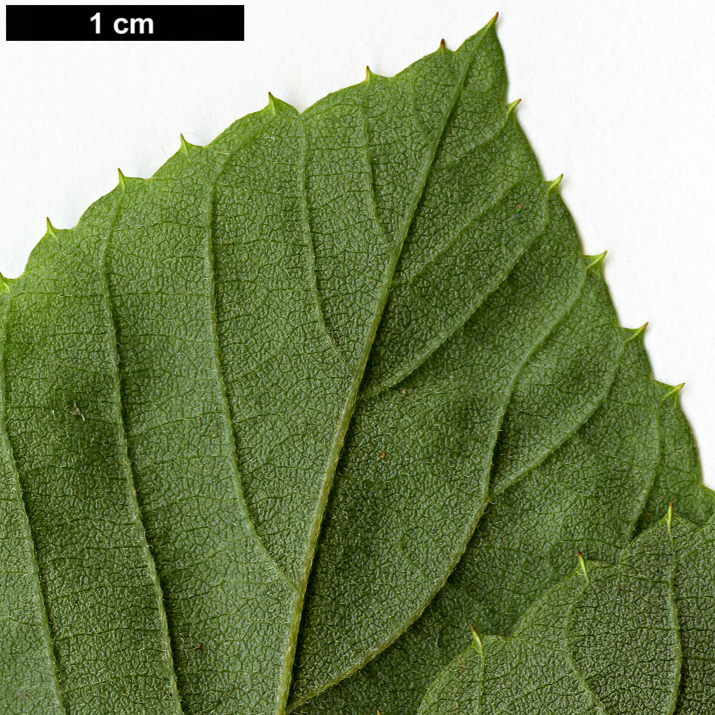 High resolution image: Family: Clethraceae - Genus: Clethra - Taxon: alnifolia