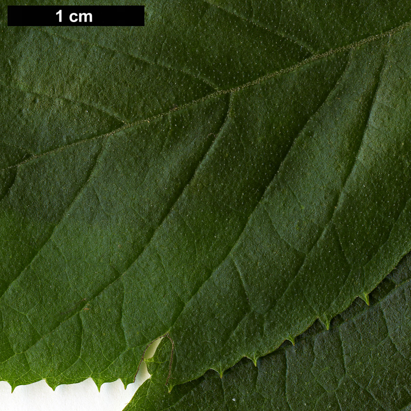 High resolution image: Family: Clethraceae - Genus: Clethra - Taxon: alnifolia