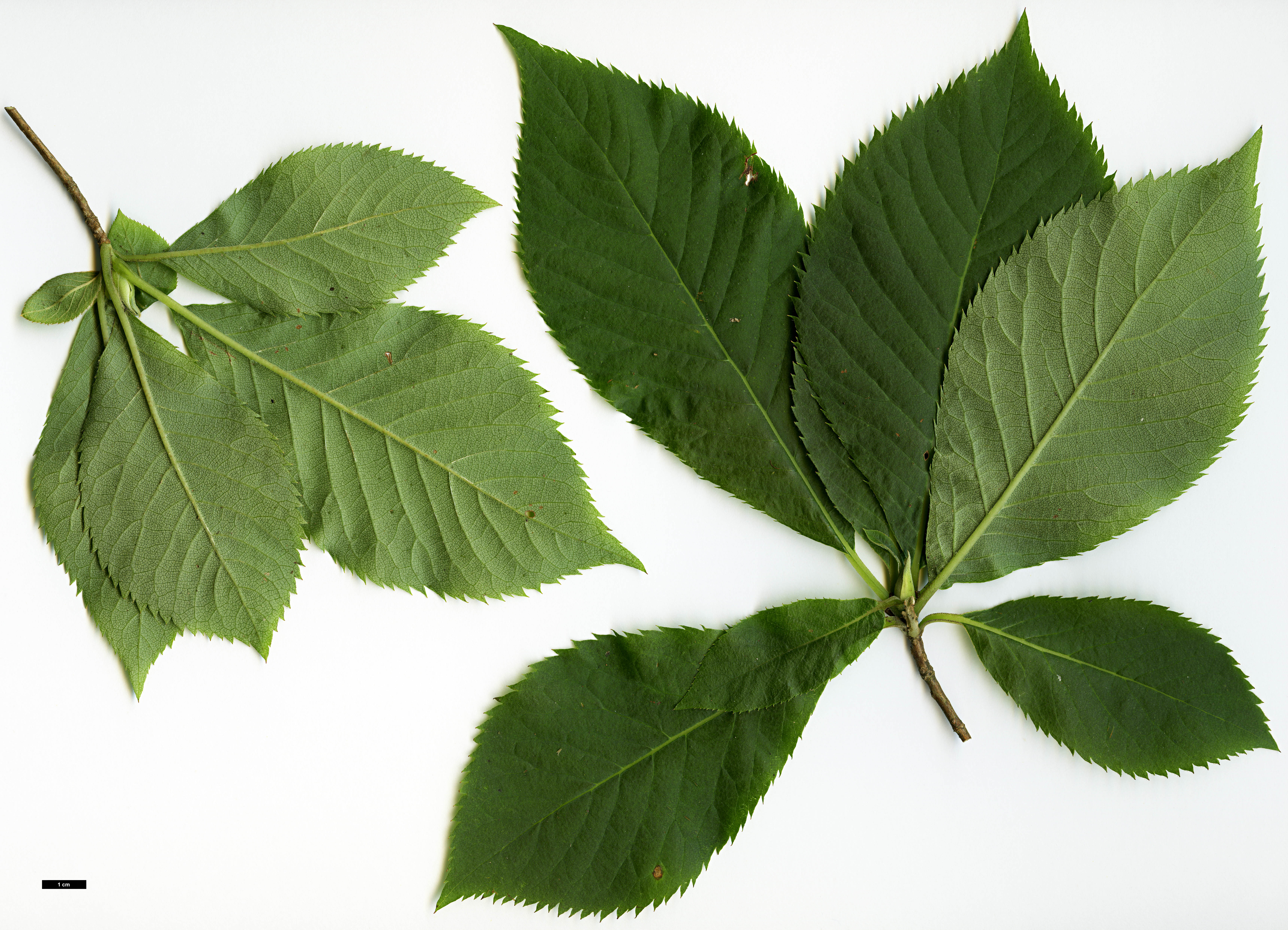 High resolution image: Family: Clethraceae - Genus: Clethra - Taxon: barbinervis