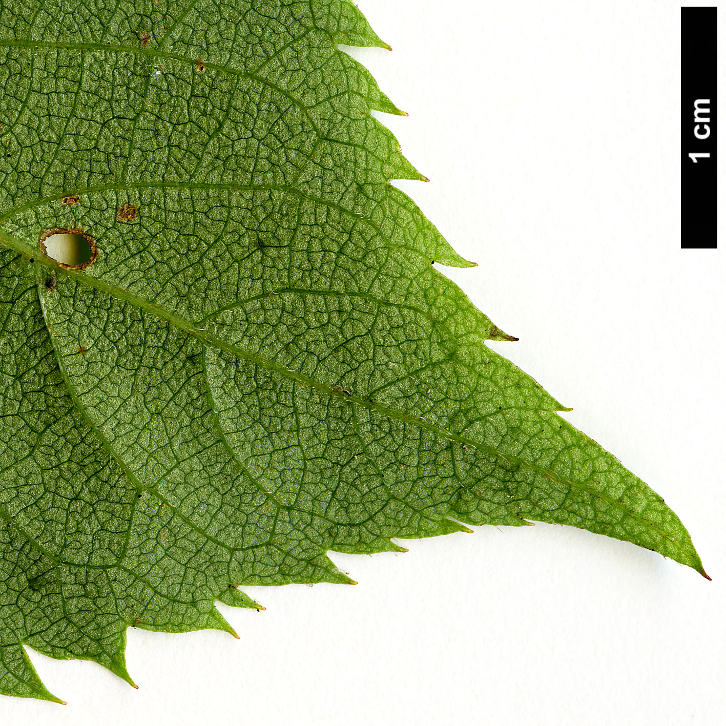 High resolution image: Family: Clethraceae - Genus: Clethra - Taxon: barbinervis