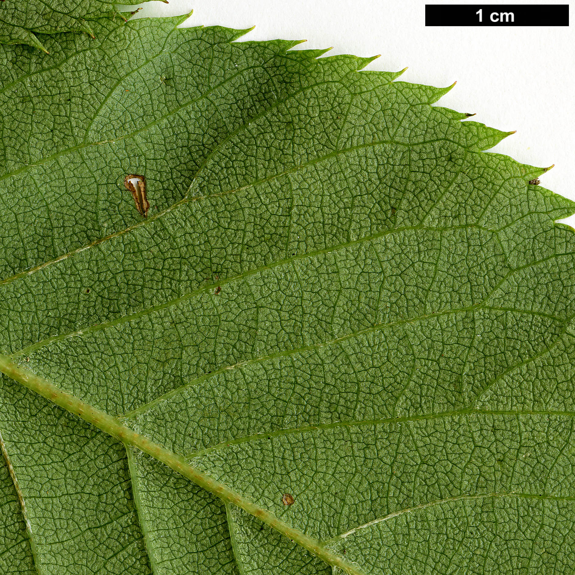 High resolution image: Family: Clethraceae - Genus: Clethra - Taxon: barbinervis