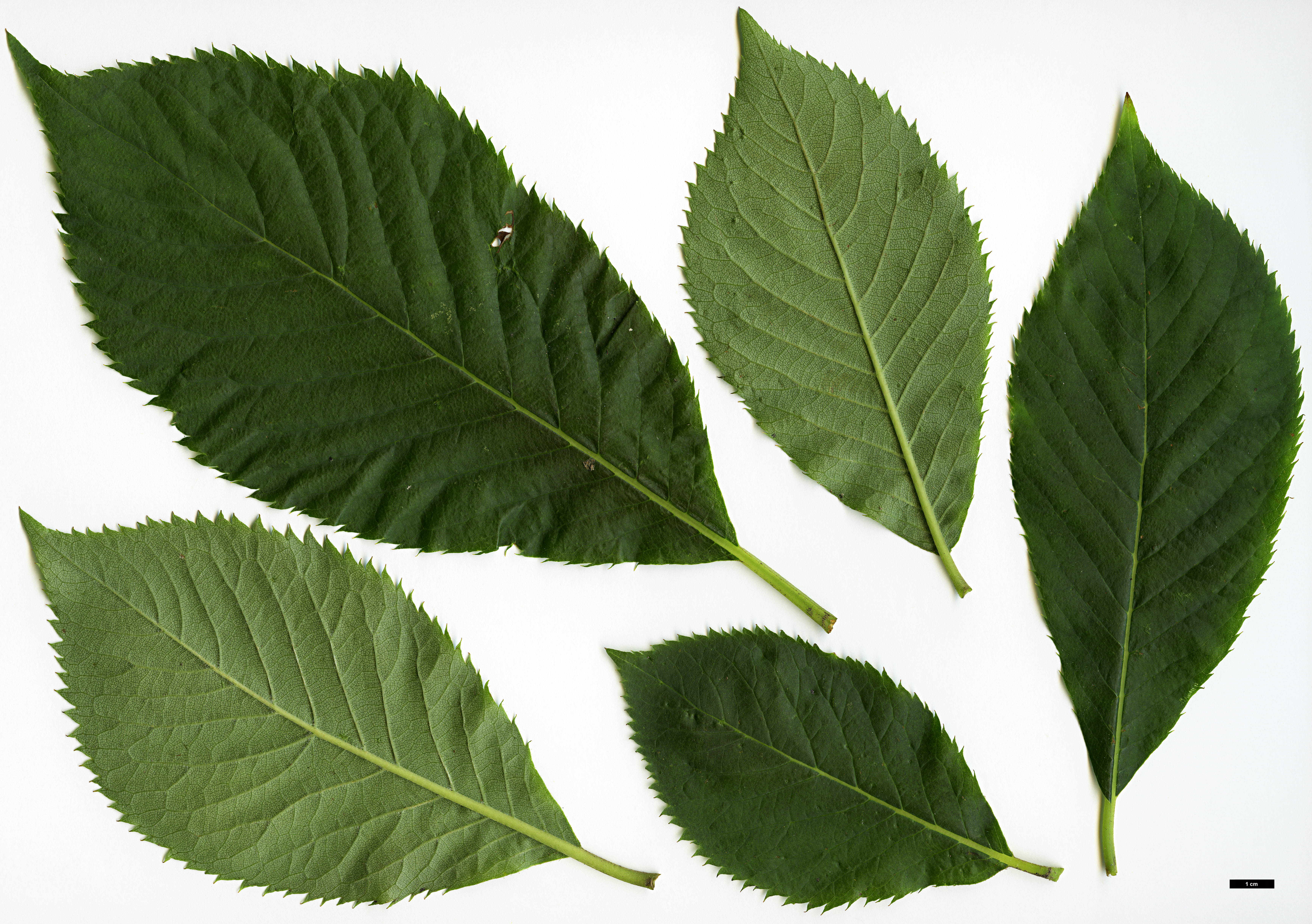 High resolution image: Family: Clethraceae - Genus: Clethra - Taxon: barbinervis