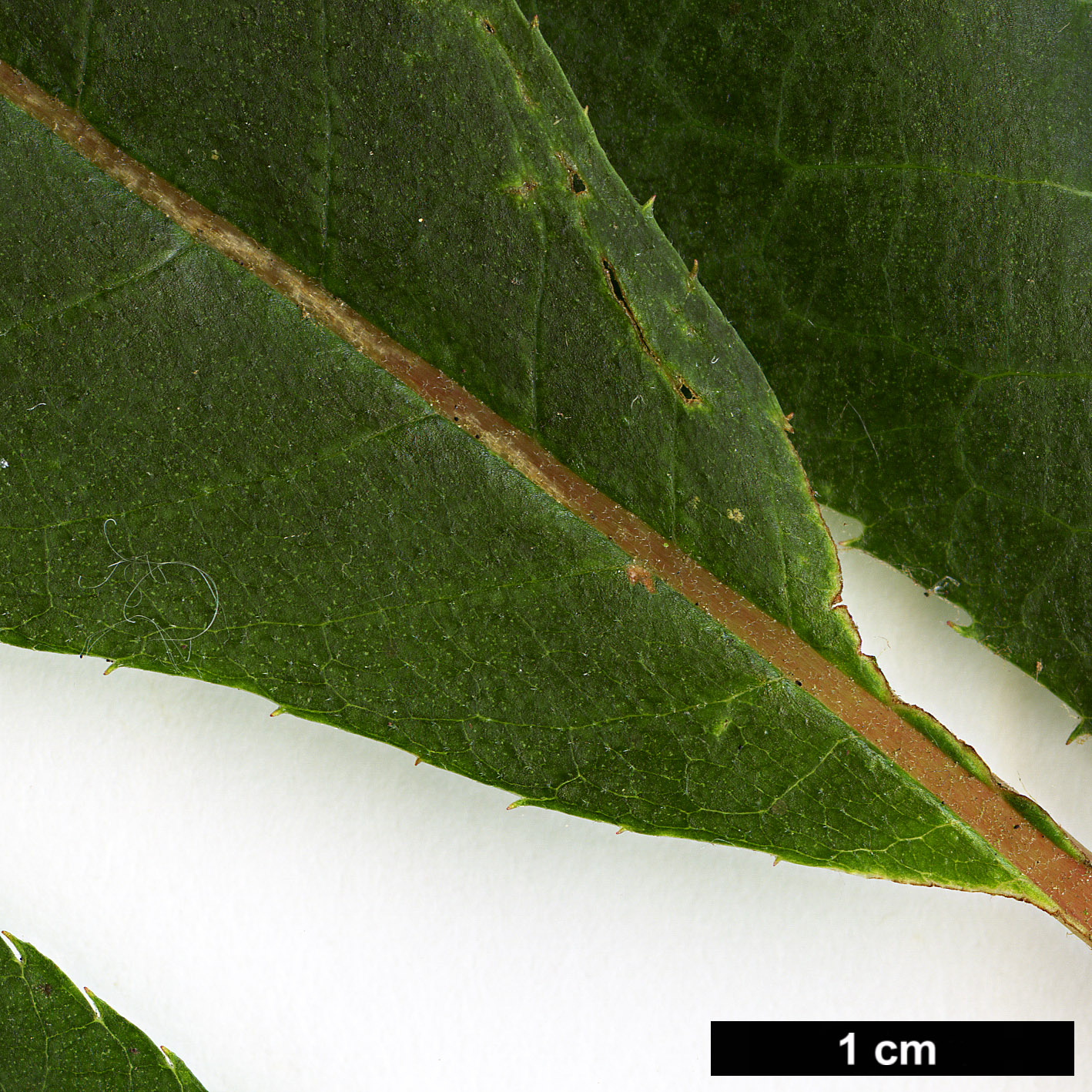 High resolution image: Family: Clethraceae - Genus: Clethra - Taxon: barbinervis