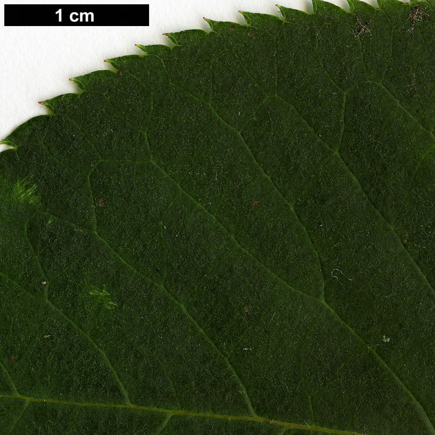 High resolution image: Family: Clethraceae - Genus: Clethra - Taxon: barbinervis