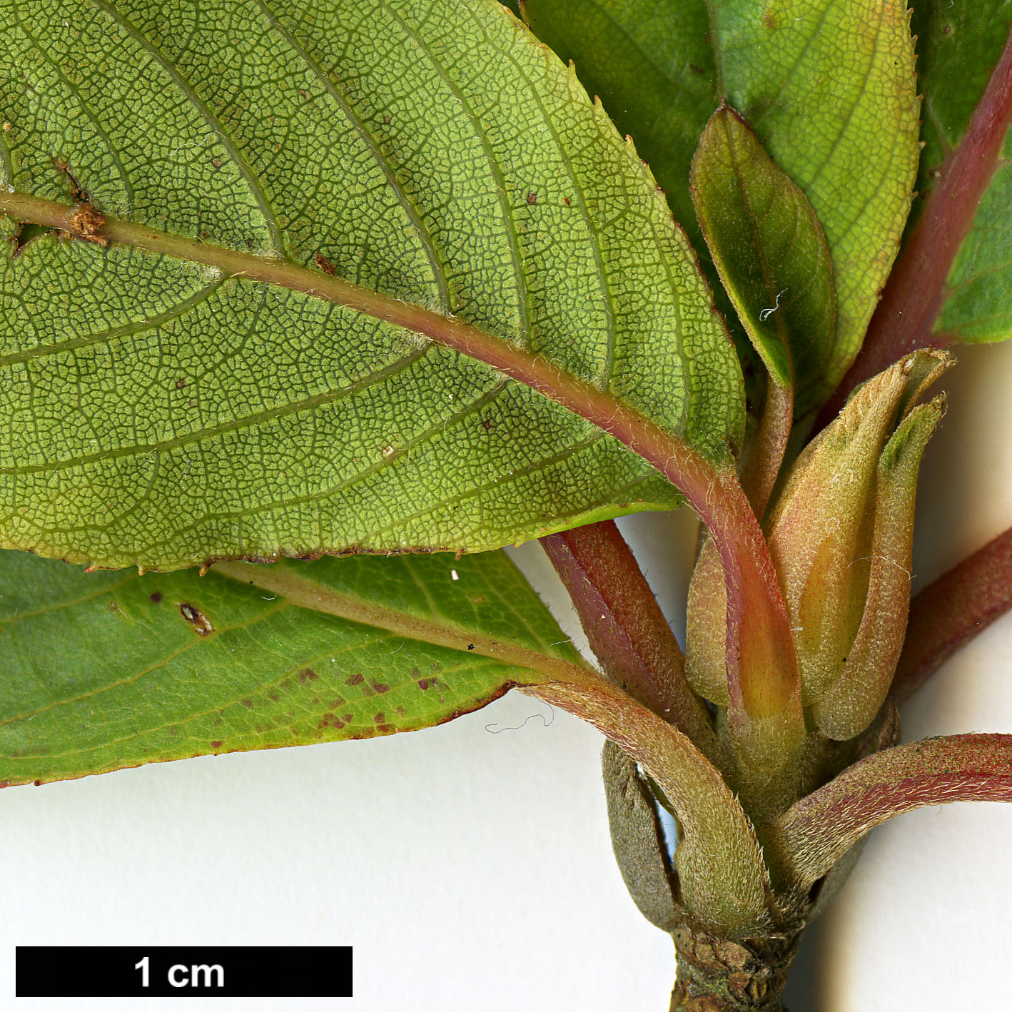 High resolution image: Family: Clethraceae - Genus: Clethra - Taxon: cavaleriei