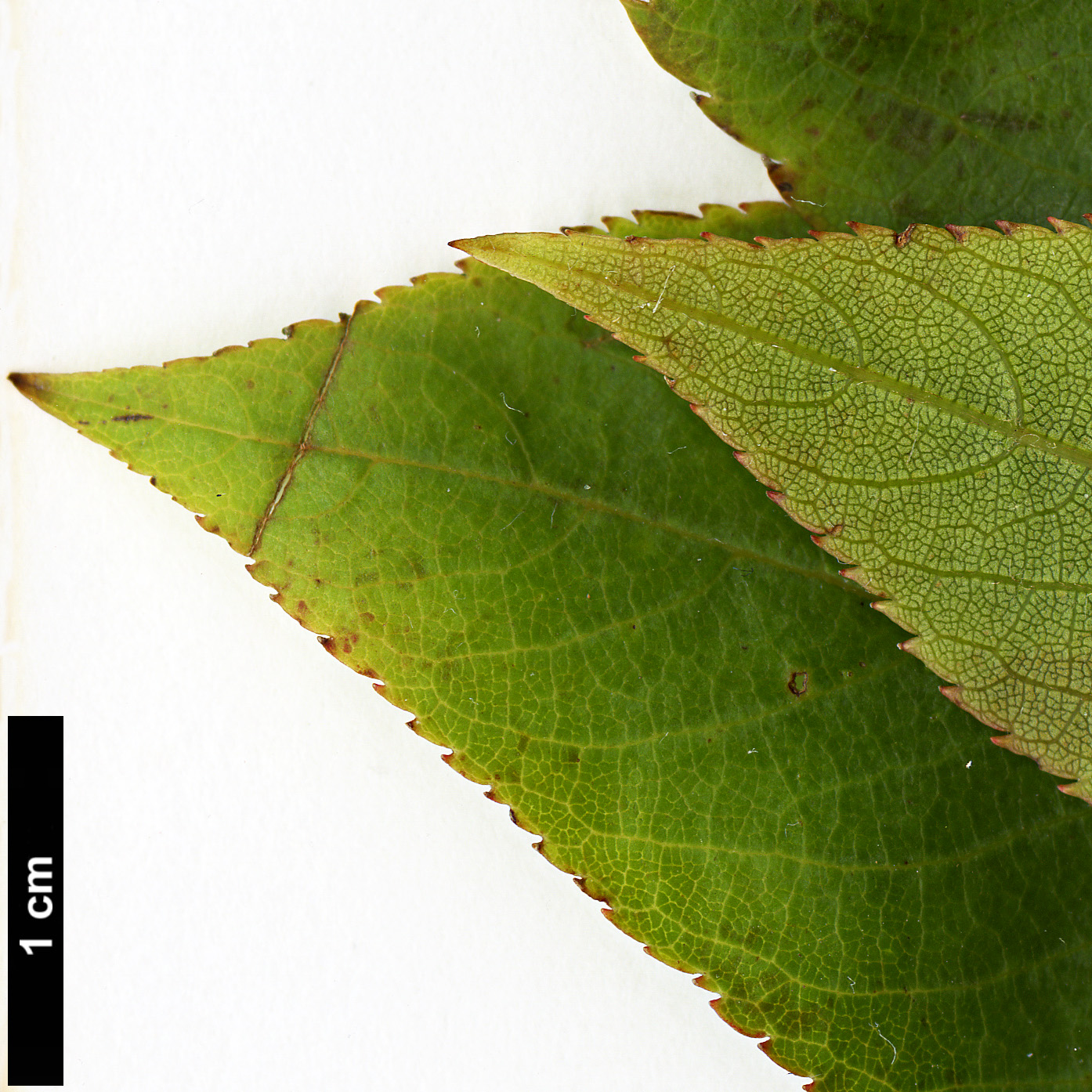 High resolution image: Family: Clethraceae - Genus: Clethra - Taxon: cavaleriei