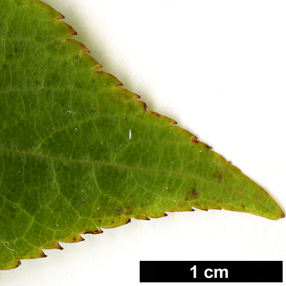 High resolution image: Family: Clethraceae - Genus: Clethra - Taxon: cavaleriei