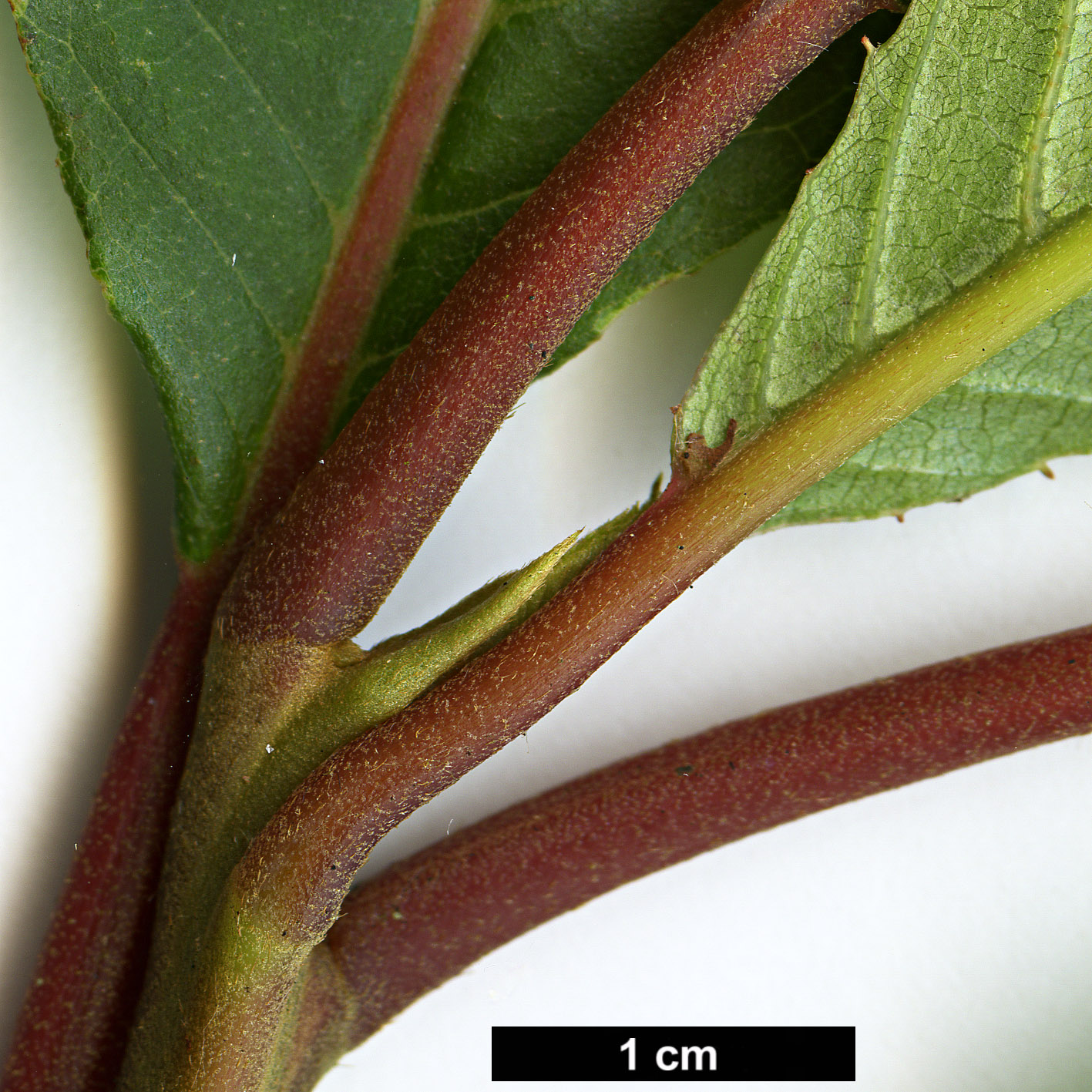 High resolution image: Family: Clethraceae - Genus: Clethra - Taxon: conzattiana