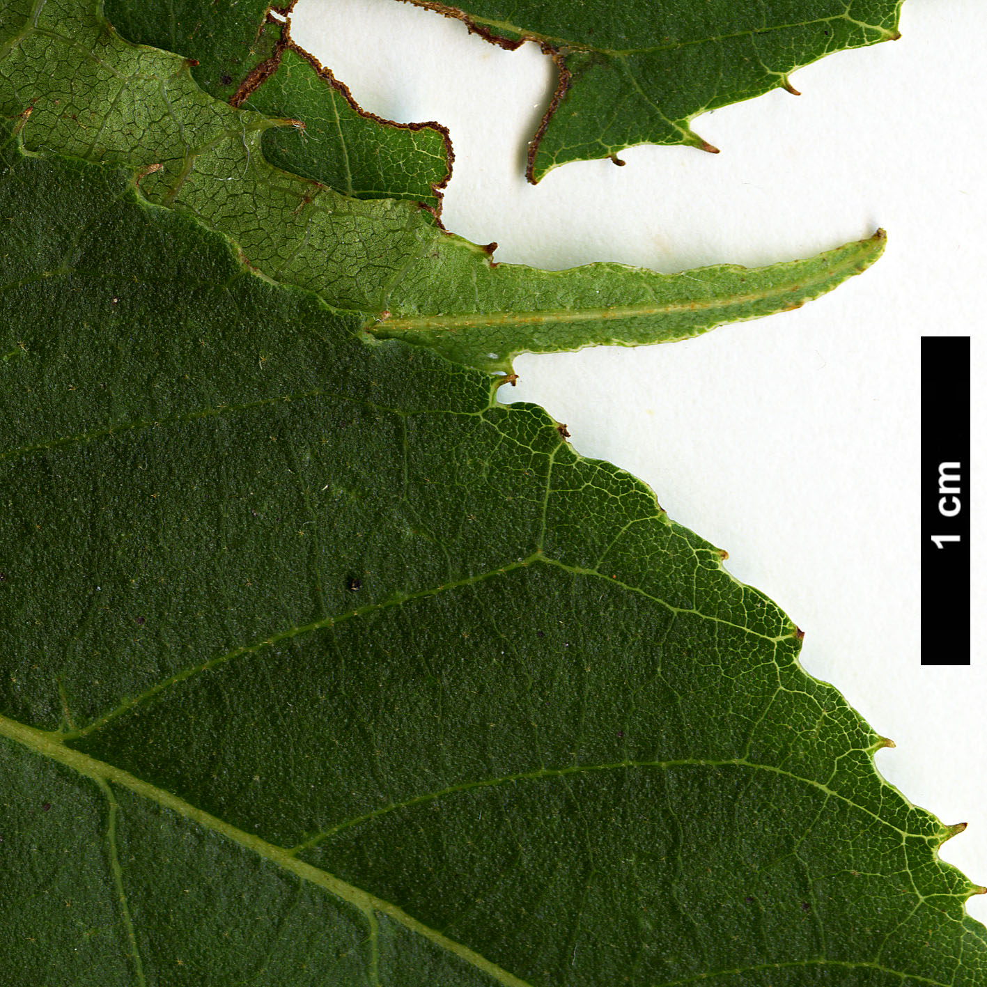 High resolution image: Family: Clethraceae - Genus: Clethra - Taxon: conzattiana
