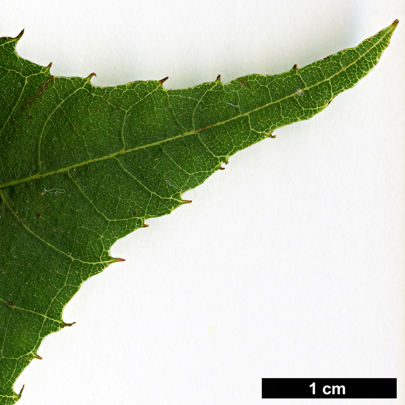 High resolution image: Family: Clethraceae - Genus: Clethra - Taxon: conzattiana