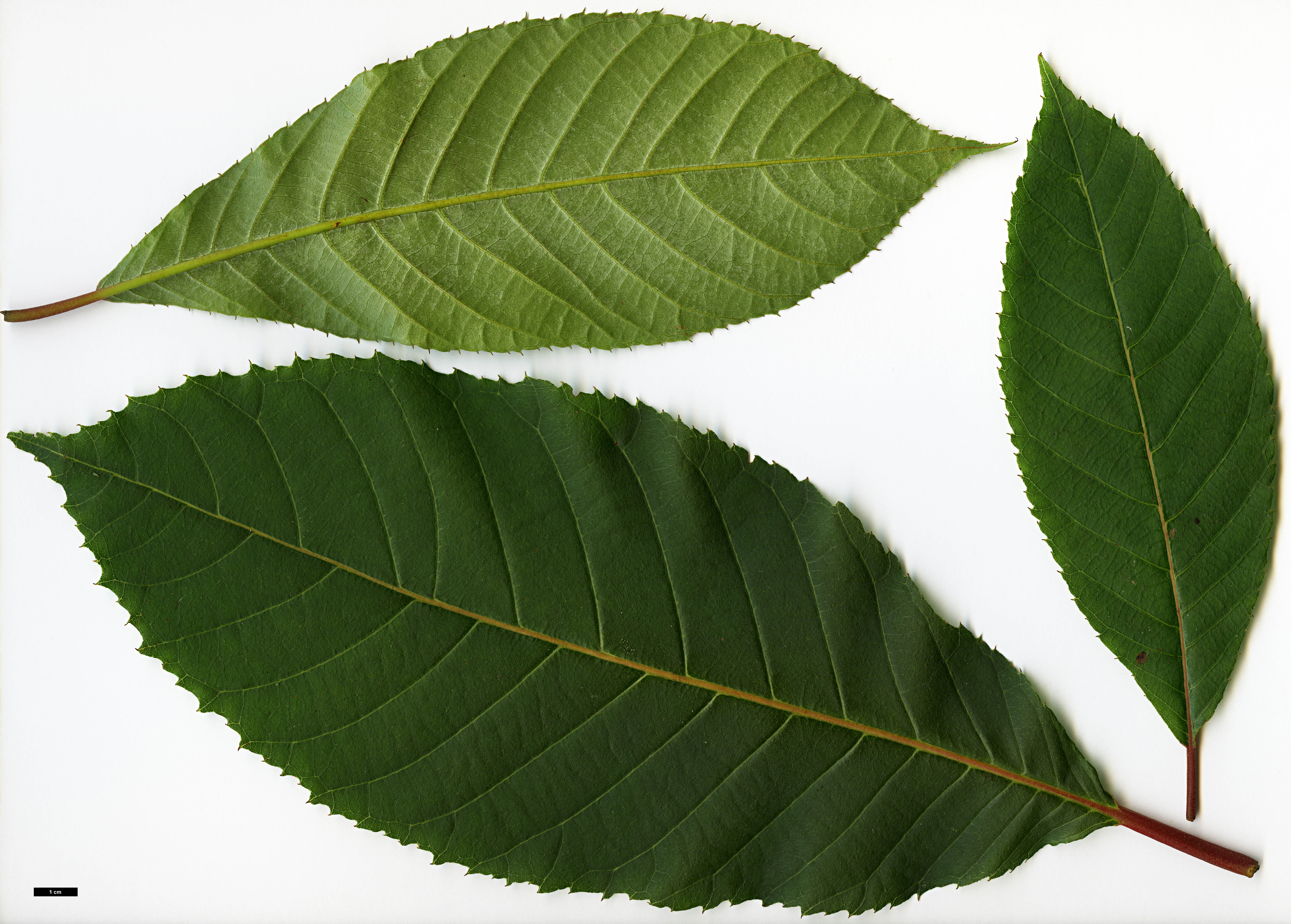 High resolution image: Family: Clethraceae - Genus: Clethra - Taxon: conzattiana