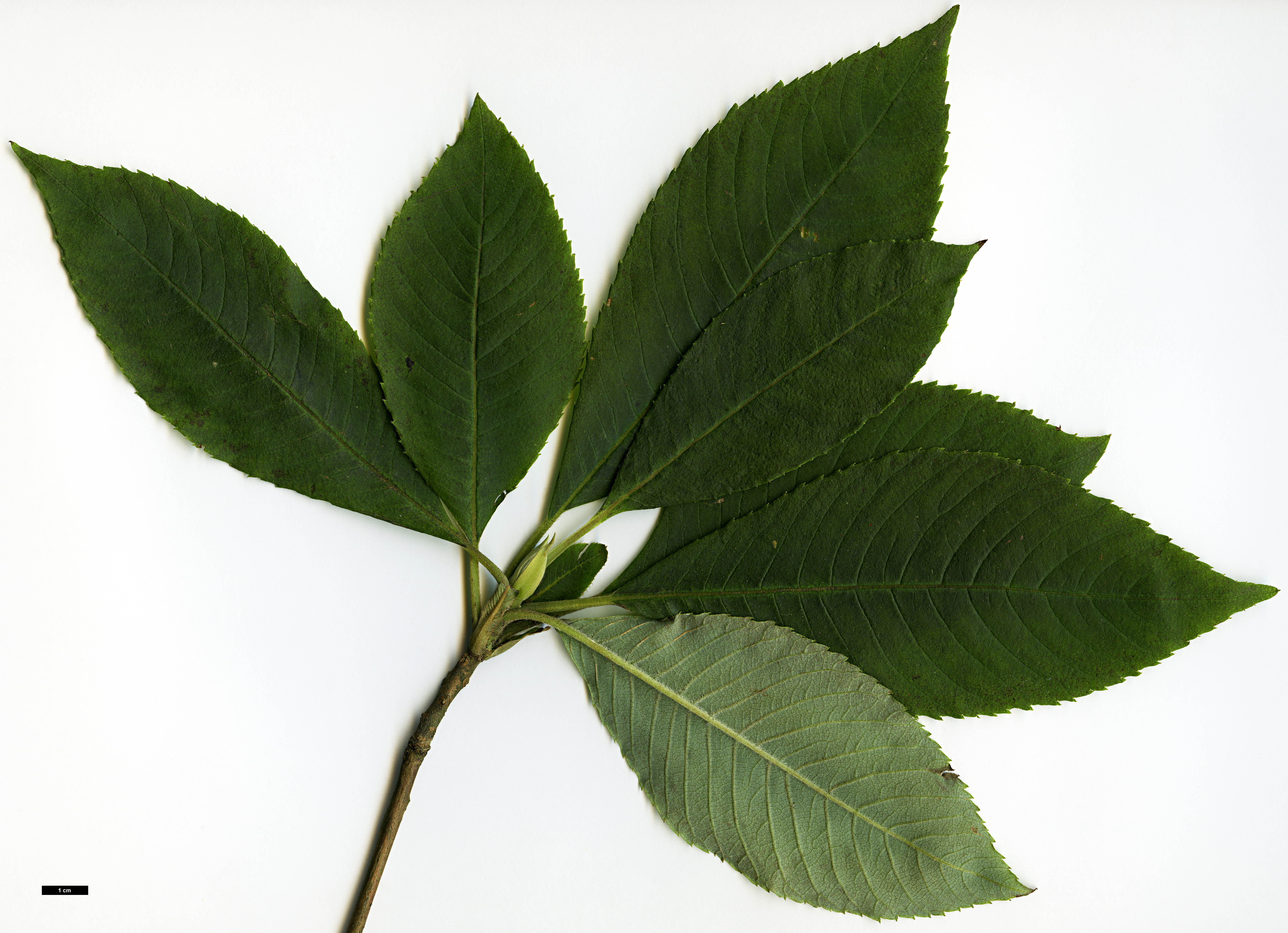 High resolution image: Family: Clethraceae - Genus: Clethra - Taxon: delavayi