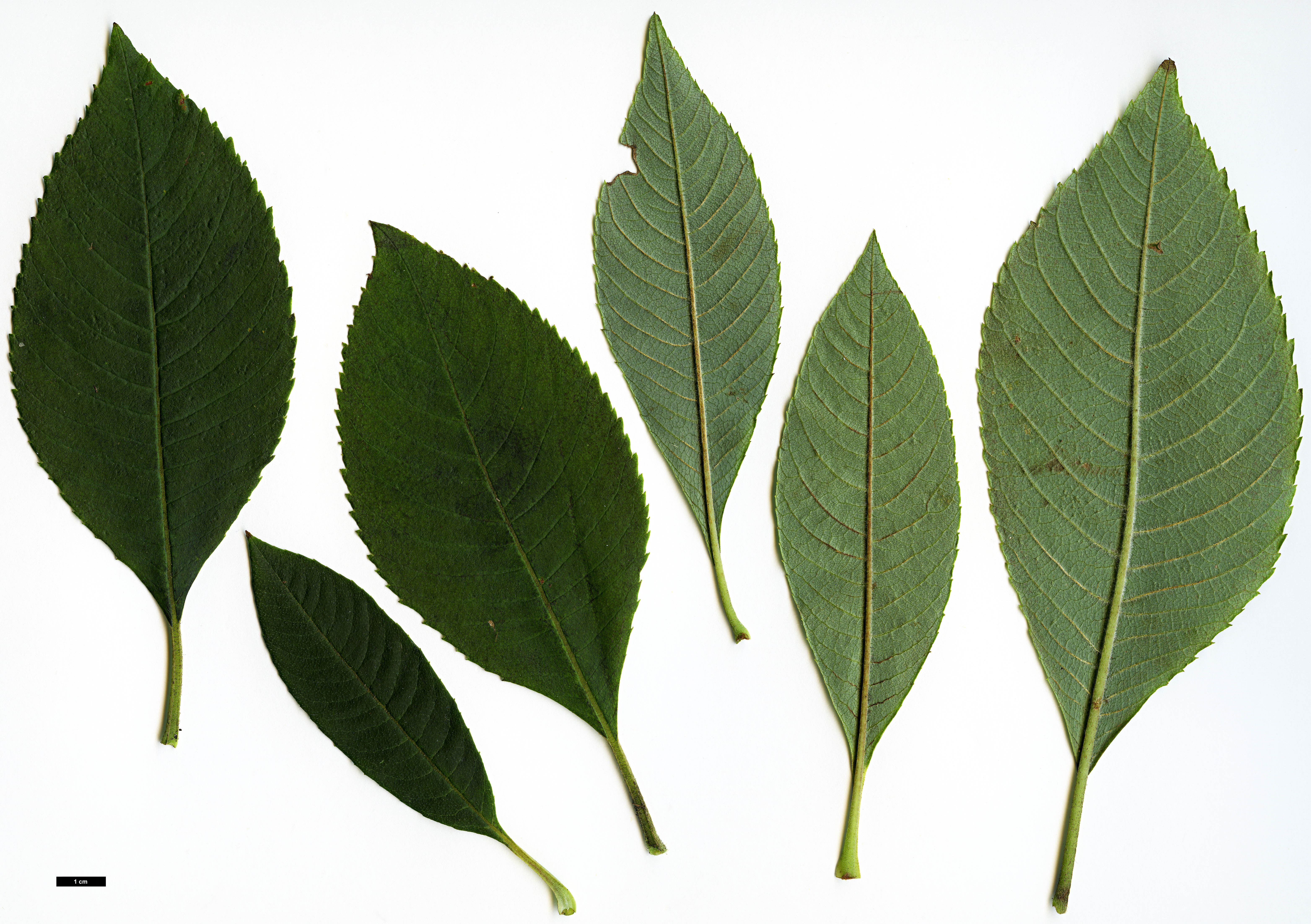 High resolution image: Family: Clethraceae - Genus: Clethra - Taxon: delavayi