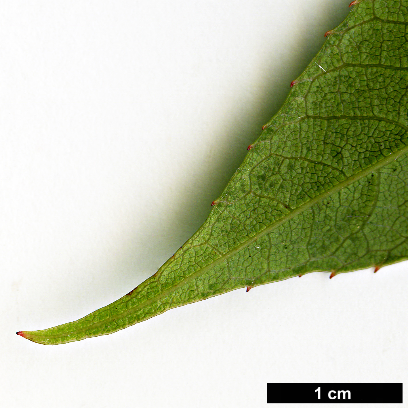 High resolution image: Family: Clethraceae - Genus: Clethra - Taxon: fabri