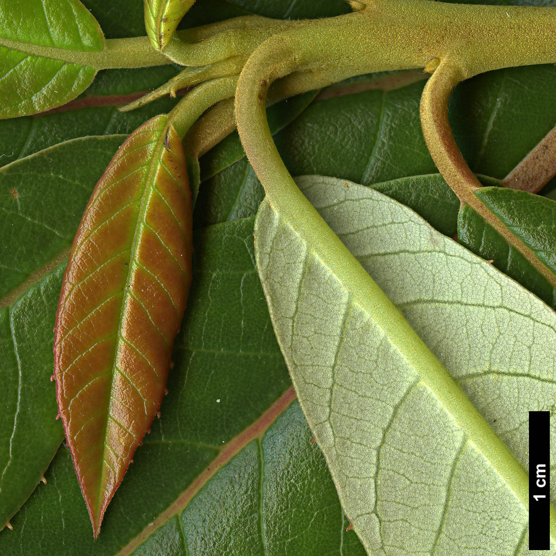 High resolution image: Family: Clethraceae - Genus: Clethra - Taxon: luzmariae