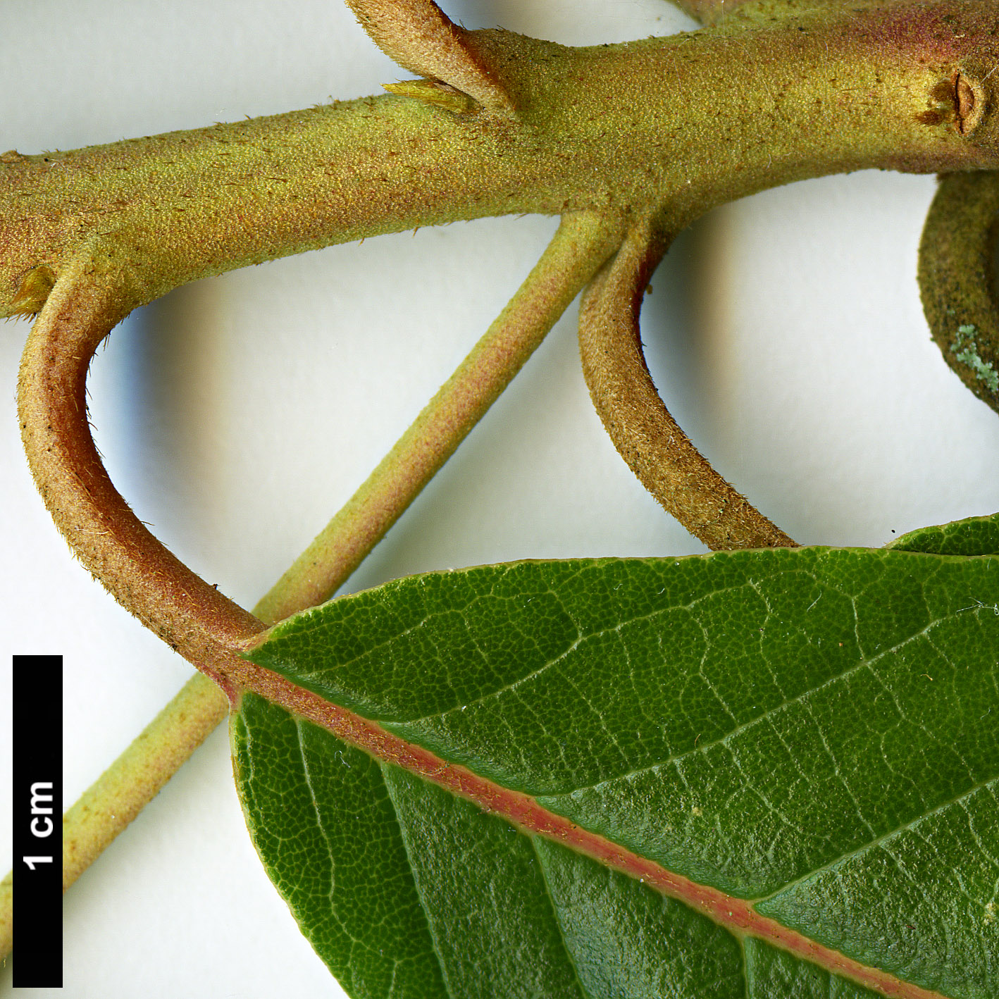 High resolution image: Family: Clethraceae - Genus: Clethra - Taxon: luzmariae