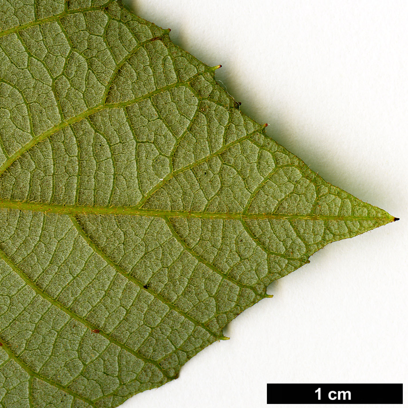 High resolution image: Family: Clethraceae - Genus: Clethra - Taxon: mexicana