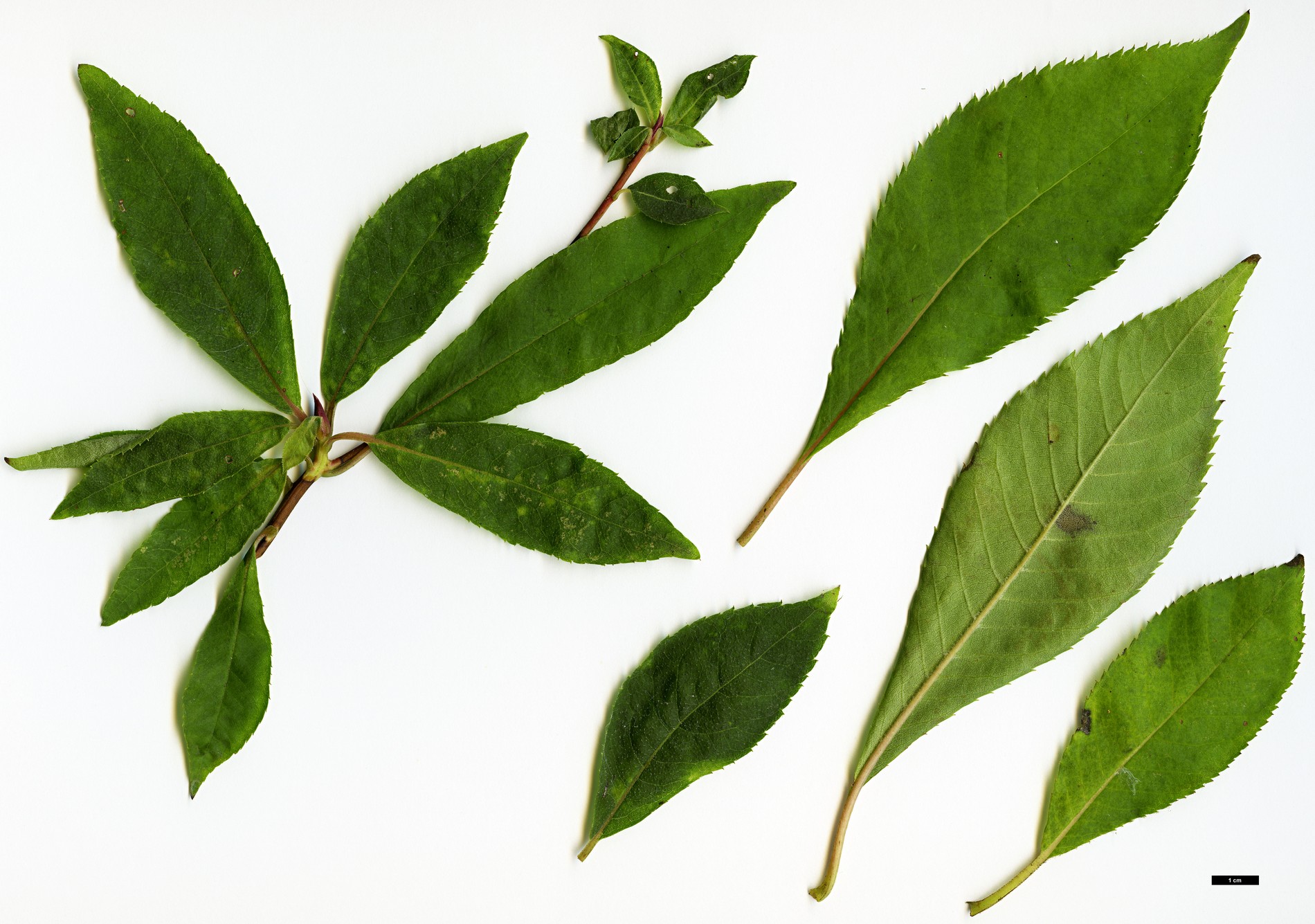 High resolution image: Family: Clethraceae - Genus: Clethra - Taxon: monostachya