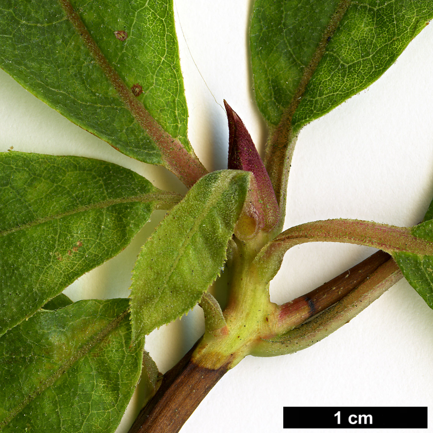 High resolution image: Family: Clethraceae - Genus: Clethra - Taxon: monostachya