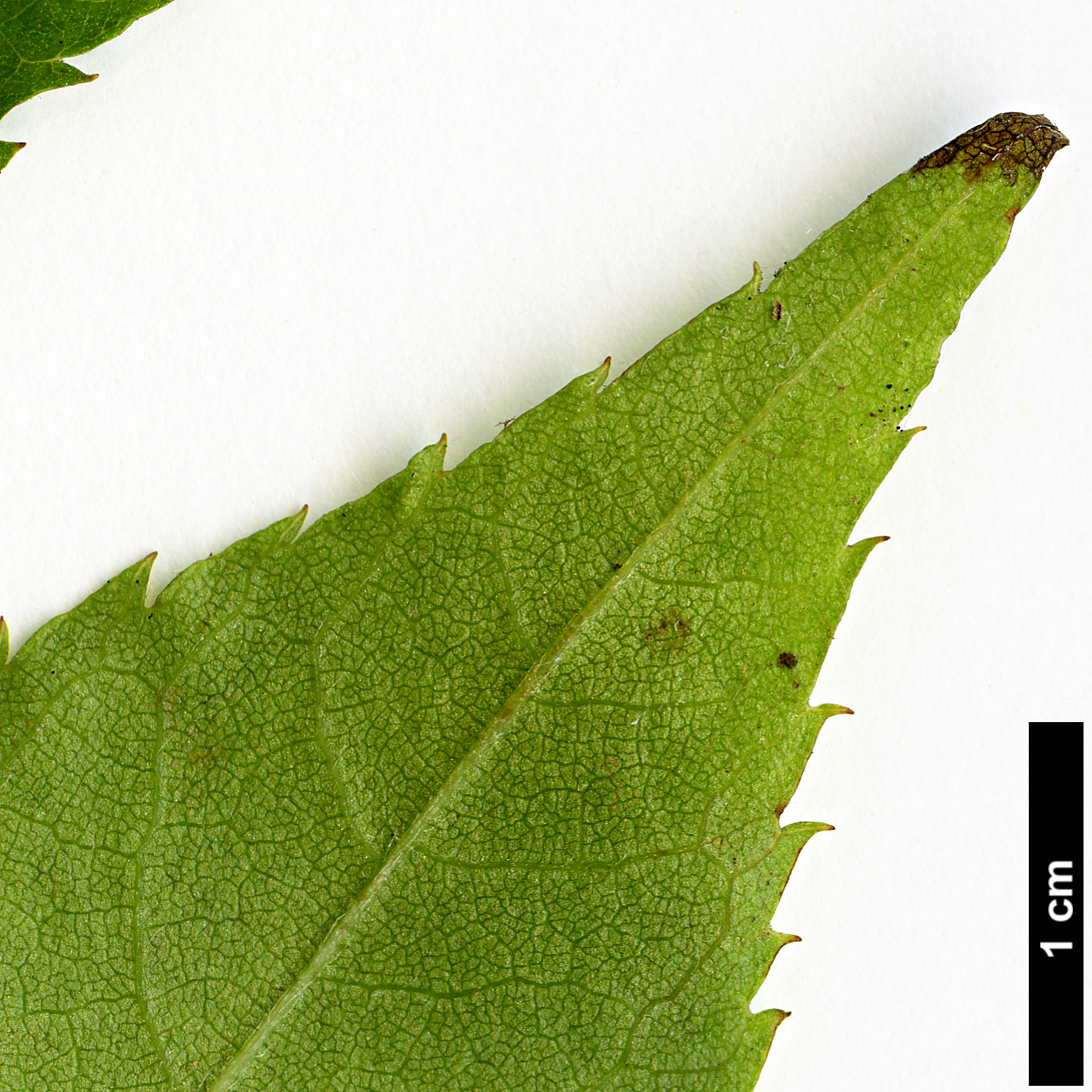 High resolution image: Family: Clethraceae - Genus: Clethra - Taxon: monostachya