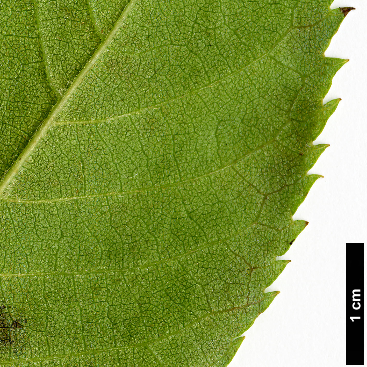 High resolution image: Family: Clethraceae - Genus: Clethra - Taxon: monostachya