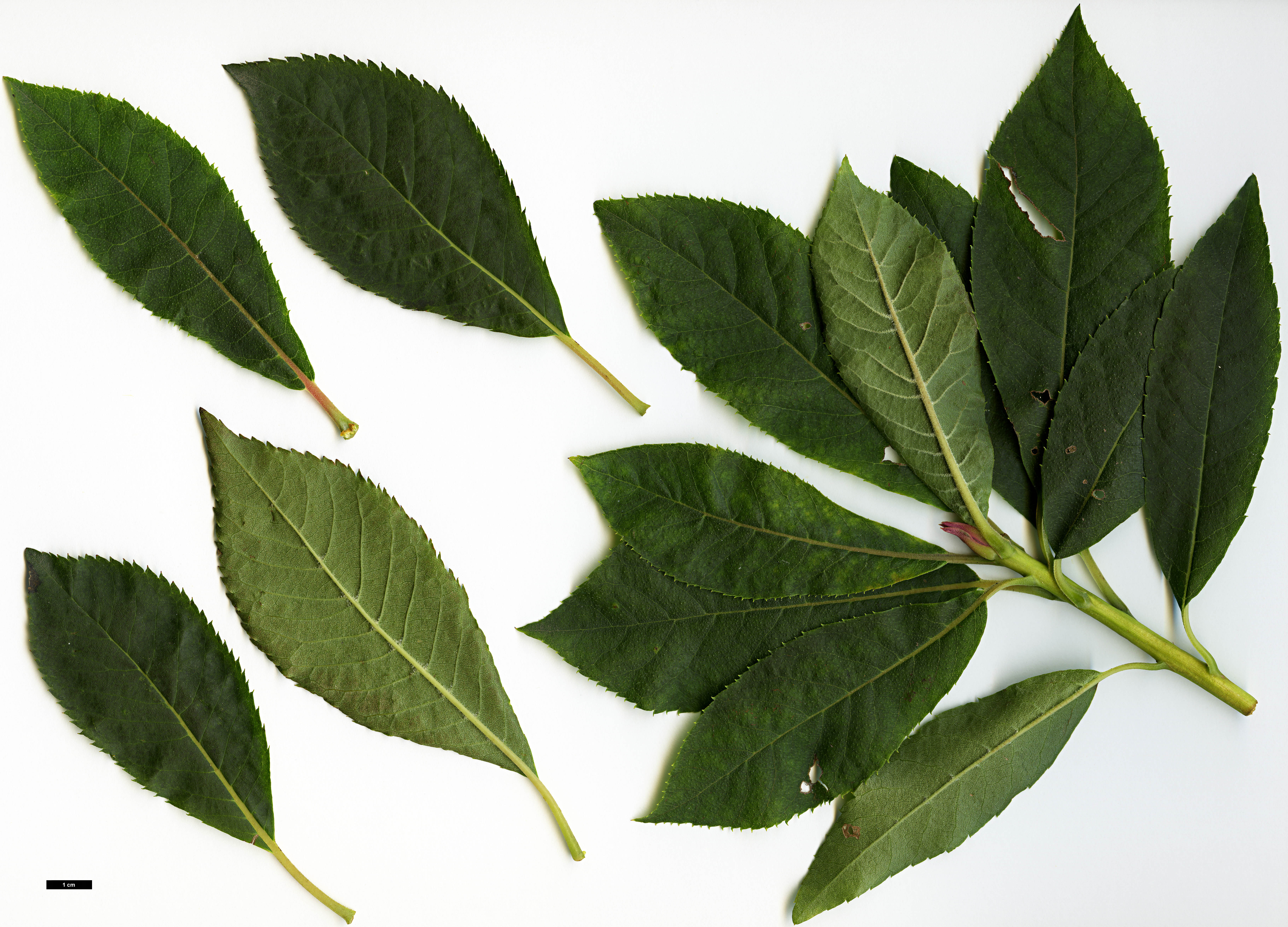 High resolution image: Family: Clethraceae - Genus: Clethra - Taxon: monostachya