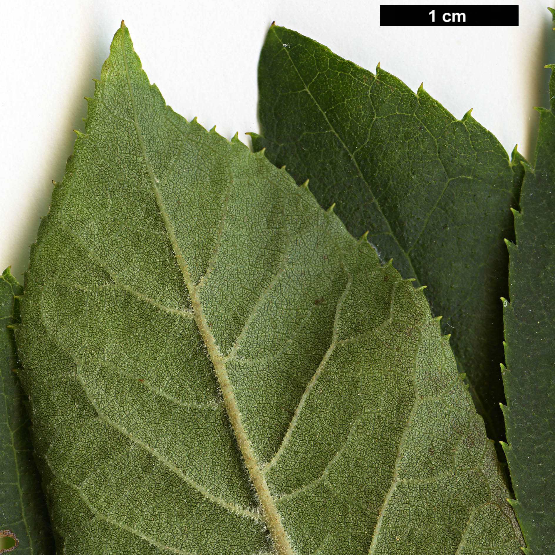 High resolution image: Family: Clethraceae - Genus: Clethra - Taxon: monostachya